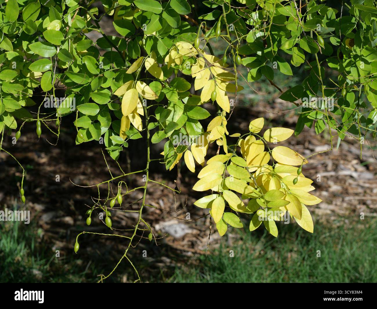 Jaunissement des feuilles de la Pagodatree japonaise pleureuse (Sophora japonica 'pendula') au début de l'automne, Colorado Banque D'Images