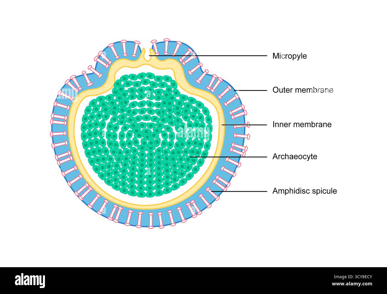 Illustration d'une gemmule en éponges (phylum Porifera). Les gemmules sont des structures reproductrices asexuées spécialisées, formées par des amas d'amibocytes entourés d'un manteau dur renforcé de spicules. Ils permettent aux éponges, en particulier aux espèces d'eau douce, de survivre à des conditions difficiles telles que le gel ou la sécheresse. Banque D'Images