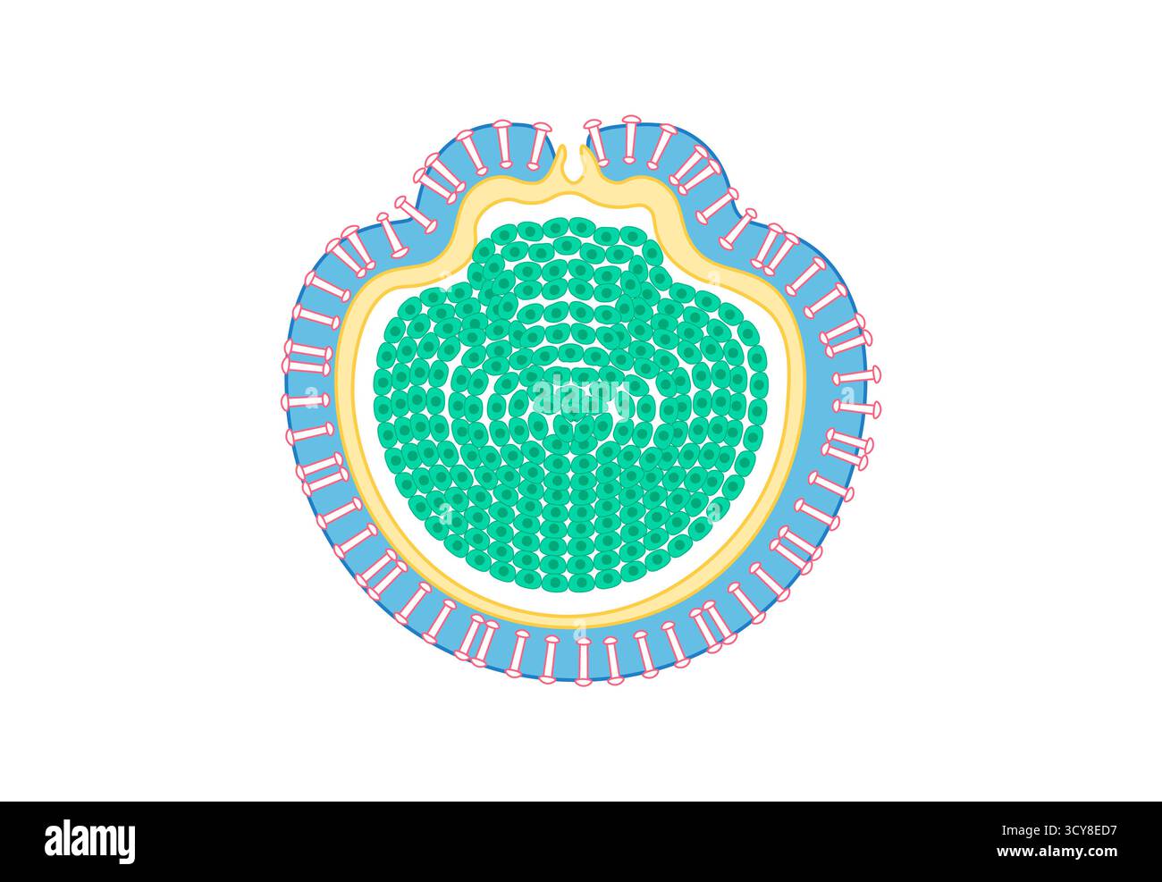 Illustration d'une gemmule, structure reproductrice chez les éponges d'eau douce (phylum Porifera). Les gemmules sont des capsules résistantes formées par des amibocytes entourés d'une couche protectrice de spicules. Banque D'Images
