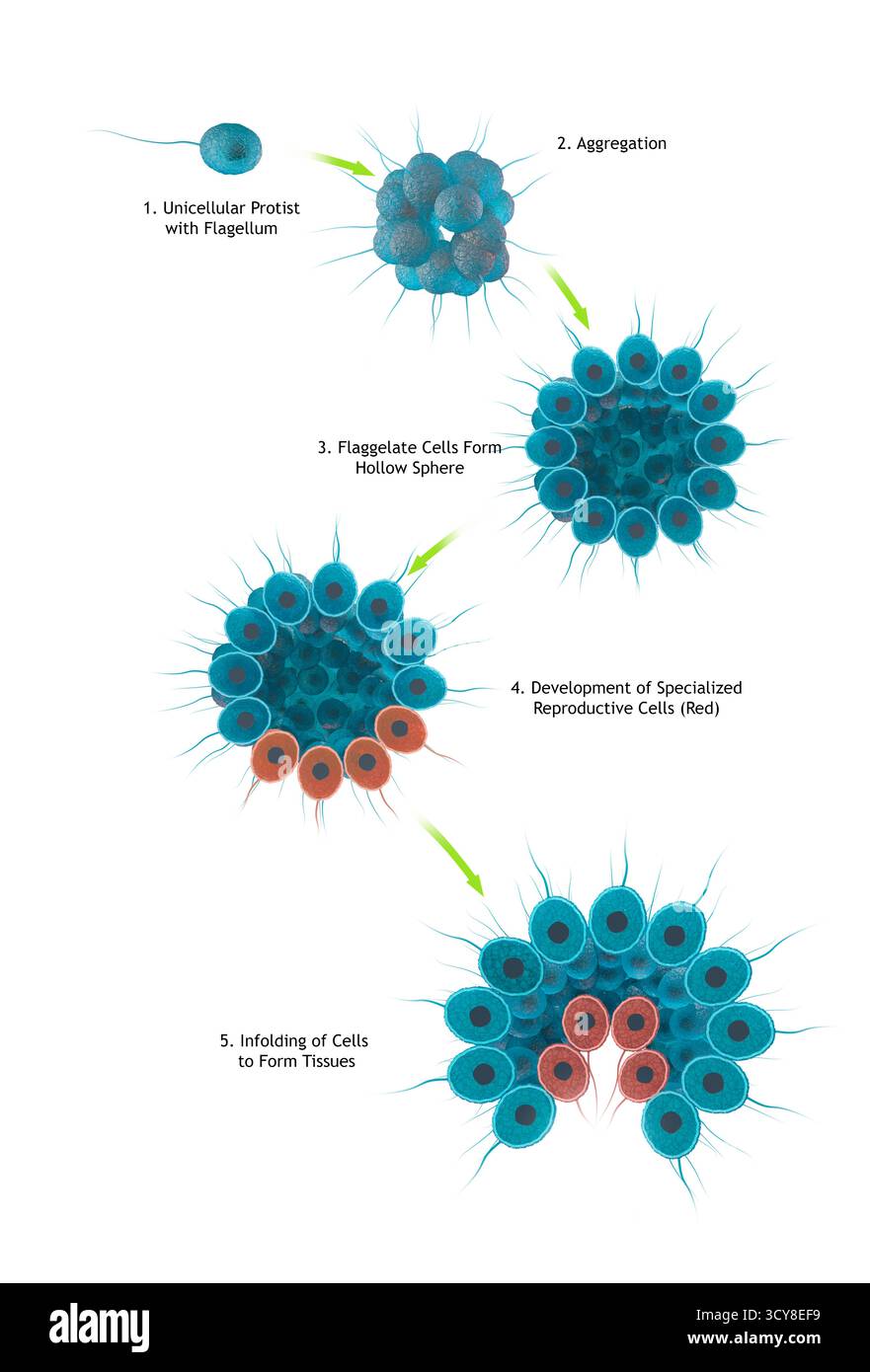 Hypothèse flagellée coloniale, illustration. Cette théorie suppose que les organismes multicellulaires ont évolué à partir d'un protiste flagellé (organisme unicellulaire avec un appendice ressemblant à un cheveu) qui a formé un agrégat, ou colonie, qui s'est développé en une sphère creuse. Les cellules de la sphère se sont spécialisées, par exemple en tant que cellules reproductrices, et se sont repliées sur elles-mêmes pour former des tissus. Pour une version de cette image sans texte voir F046/0041. Banque D'Images Hypothèse flagellée coloniale, illustration. Cette théorie suppose que les organismes multicellulaires ont évolué à partir d'un protiste flagellé (organisme unicellulaire avec un appendice ressemblant à un cheveu) qui a formé un agrégat, ou colonie, qui s'est développé en une sphère creuse. Les cellules de la sphère se sont spécialisées, par exemple en tant que cellules reproductrices, et se sont repliées sur elles-mêmes pour former des tissus. Pour une version de cette image sans texte voir F046/0041. Banque D'Images