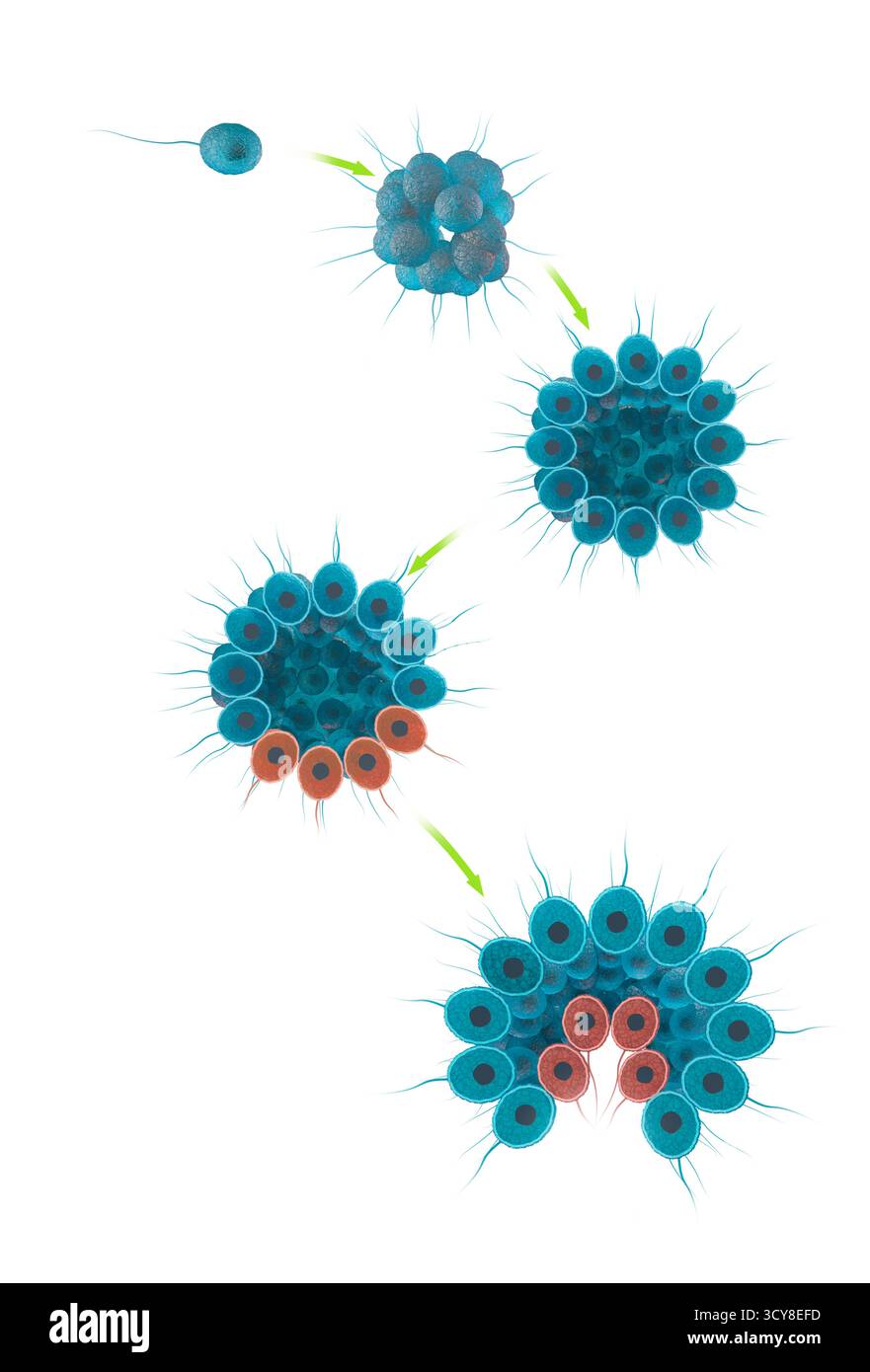 Hypothèse flagellée coloniale, illustration. Cette théorie suppose que les organismes multicellulaires ont évolué à partir d'un protiste flagellé (organisme unicellulaire avec un appendice ressemblant à un cheveu, en haut à gauche) qui a formé un agrégat, ou colonie (en haut au centre), qui s'est développé en une sphère creuse (en haut à droite). Les cellules de la sphère se sont spécialisées, par exemple en tant que cellules reproductrices (rouge), et se sont repliées sur elles-mêmes pour former des tissus. Pour une version étiquetée de cette image, voir F046/0040. Banque D'Images Hypothèse flagellée coloniale, illustration. Cette théorie suppose que les organismes multicellulaires ont évolué à partir d'un protiste flagellé (organisme unicellulaire avec un appendice ressemblant à un cheveu, en haut à gauche) qui a formé un agrégat, ou colonie (en haut au centre), qui s'est développé en une sphère creuse (en haut à droite). Les cellules de la sphère se sont spécialisées, par exemple en tant que cellules reproductrices (rouge), et se sont repliées sur elles-mêmes pour former des tissus. Pour une version étiquetée de cette image, voir F046/0040. Banque D'Images