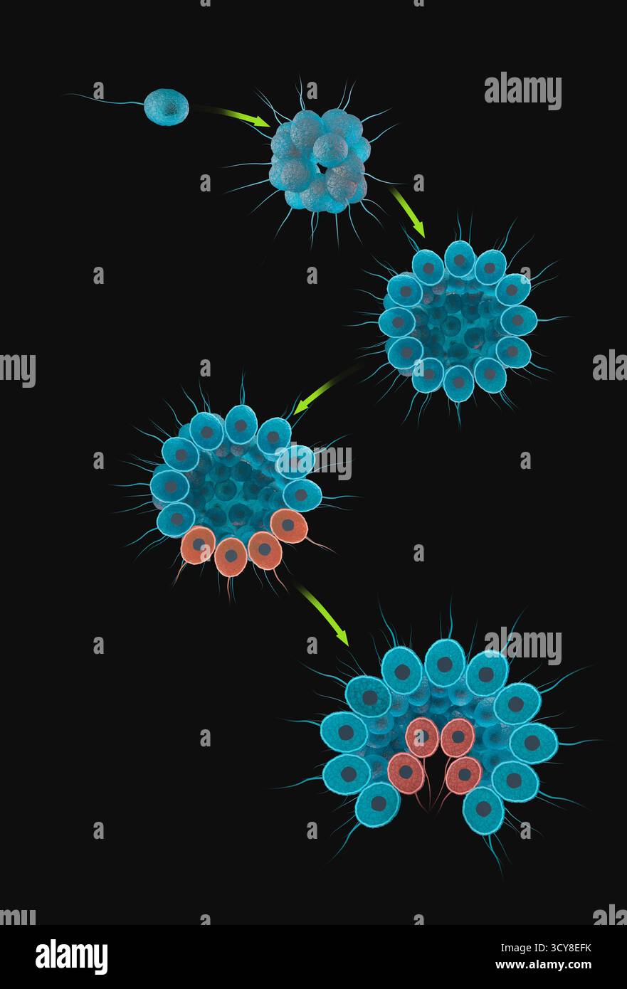 Hypothèse flagellée coloniale, illustration. Cette théorie suppose que les organismes multicellulaires ont évolué à partir d'un protiste flagellé (organisme unicellulaire avec un appendice ressemblant à un cheveu, en haut à gauche) qui a formé un agrégat, ou colonie (en haut au centre), qui s'est développé en une sphère creuse (en haut à droite). Les cellules de la sphère se sont spécialisées, par exemple en tant que cellules reproductrices (rouge), et se sont repliées sur elles-mêmes pour former des tissus. Pour une version étiquetée de cette image, voir F046/0042. Banque D'Images Hypothèse flagellée coloniale, illustration. Cette théorie suppose que les organismes multicellulaires ont évolué à partir d'un protiste flagellé (organisme unicellulaire avec un appendice ressemblant à un cheveu, en haut à gauche) qui a formé un agrégat, ou colonie (en haut au centre), qui s'est développé en une sphère creuse (en haut à droite). Les cellules de la sphère se sont spécialisées, par exemple en tant que cellules reproductrices (rouge), et se sont repliées sur elles-mêmes pour former des tissus. Pour une version étiquetée de cette image, voir F046/0042. Banque D'Images
