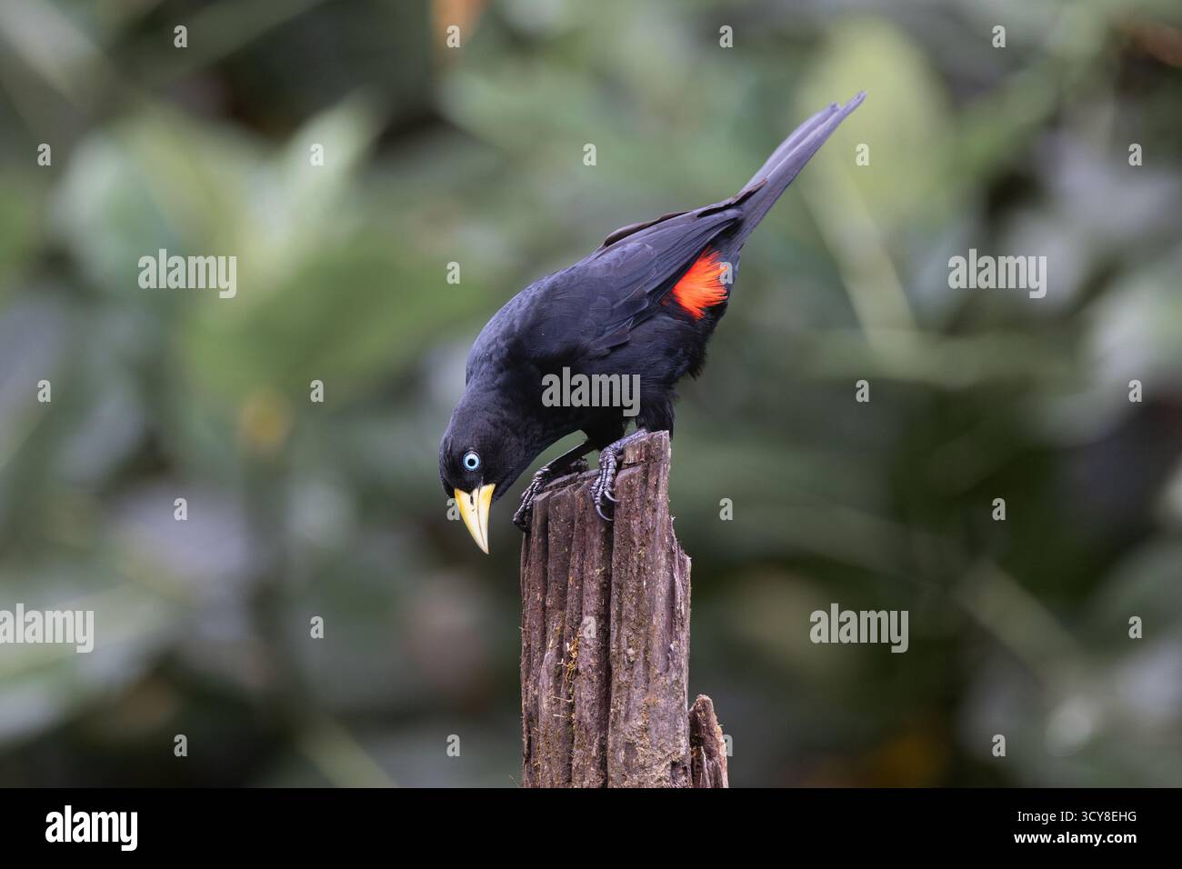 Cacique cramoisi perché sur un poteau en bois dans la forêt équatorienne, montrant sa croupe rouge vif et ses yeux bleu pâle. Banque D'Images