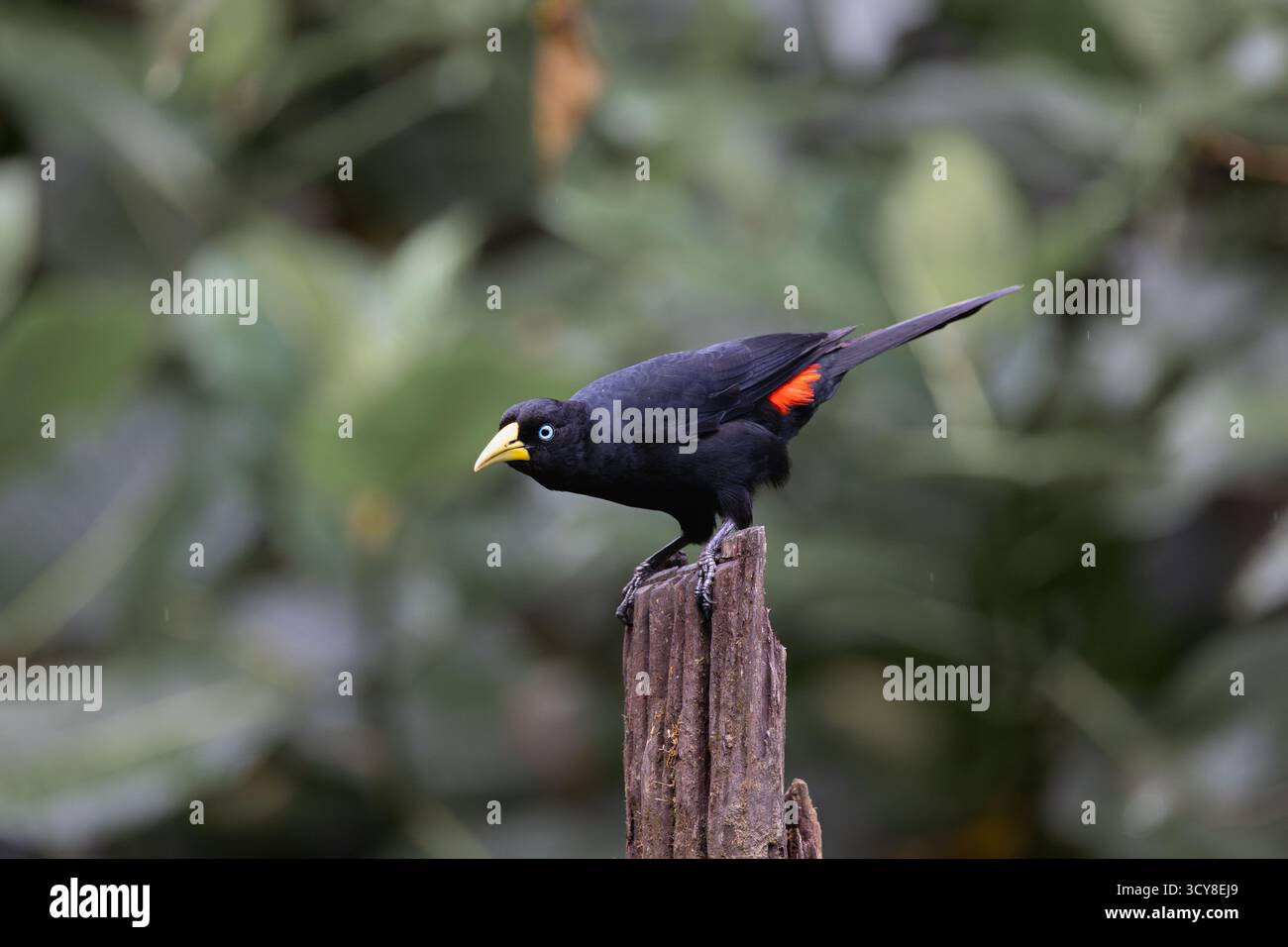 Cacique cramoisi perché sur un poteau en bois dans la forêt équatorienne, montrant sa croupe rouge vif et ses yeux bleu pâle. Banque D'Images