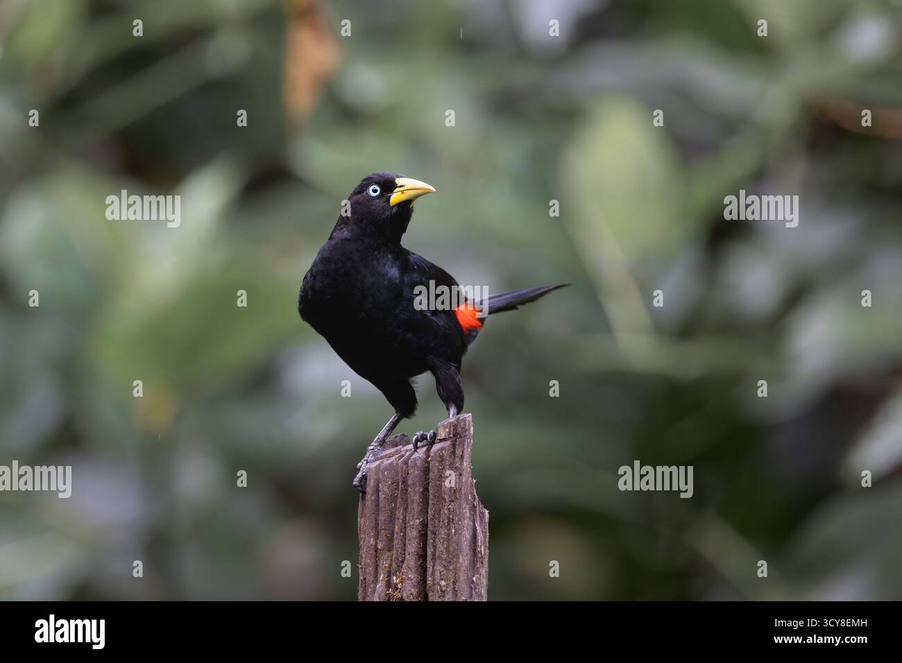 Cacique cramoisi perché sur un poteau en bois dans la forêt équatorienne, montrant sa croupe rouge vif et ses yeux bleu pâle. Banque D'Images