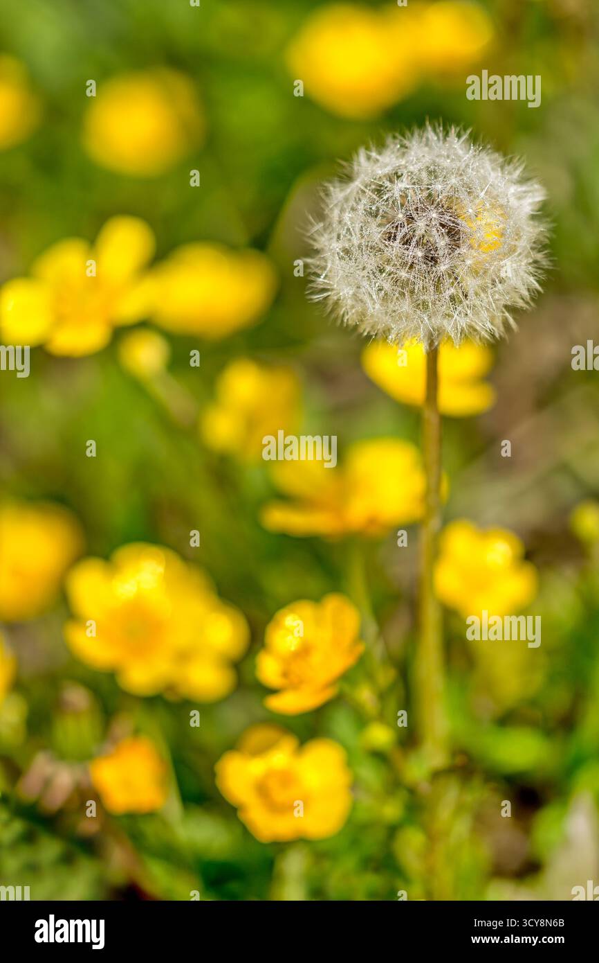 La tête de graine de pissenlit est haute parmi les papillons en fleurs. Un jaune vif et un blanc doux créent un contraste printanier éclatant. Banque D'Images
