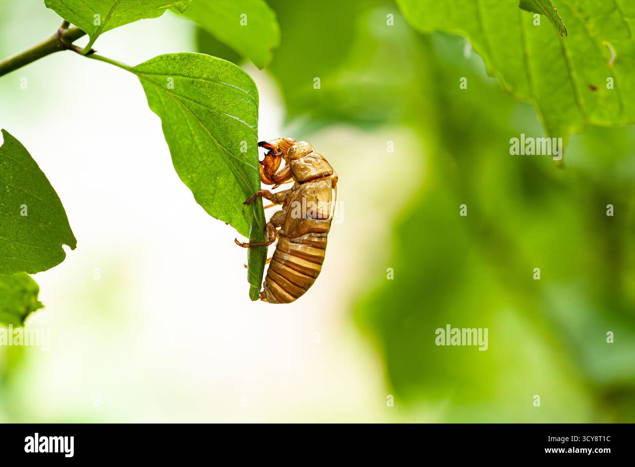 L'exosquelette de Cicada s'accroche à une nature de tige sculpture délicate de transformation et de renaissance figée dans le temps. Banque D'Images