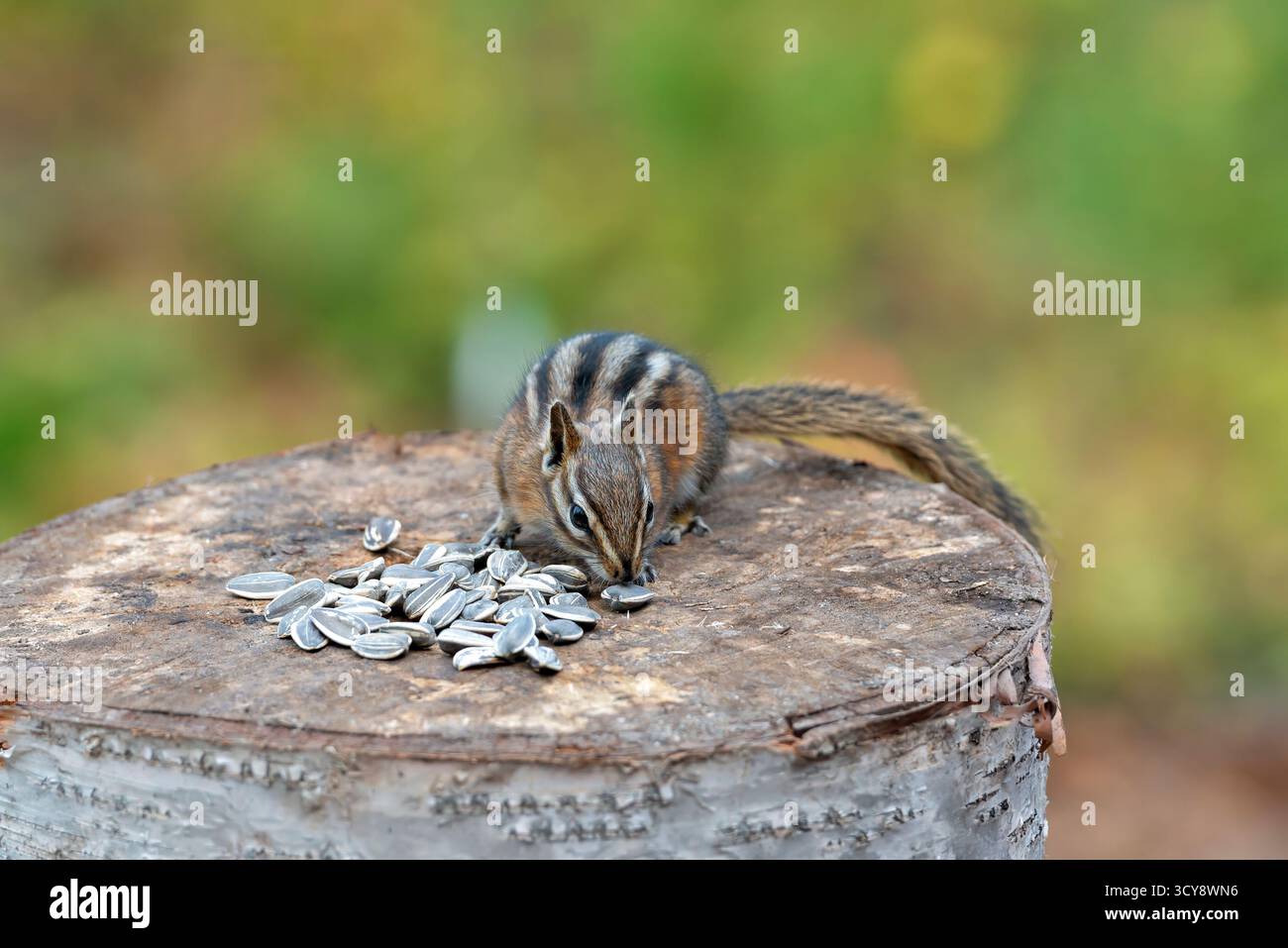 Un tamia de manger les graines de tournesol Banque D'Images
