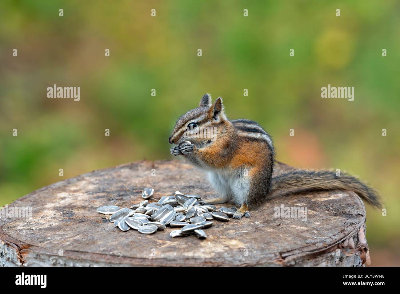 Un tamia de manger les graines de tournesol Banque D'Images