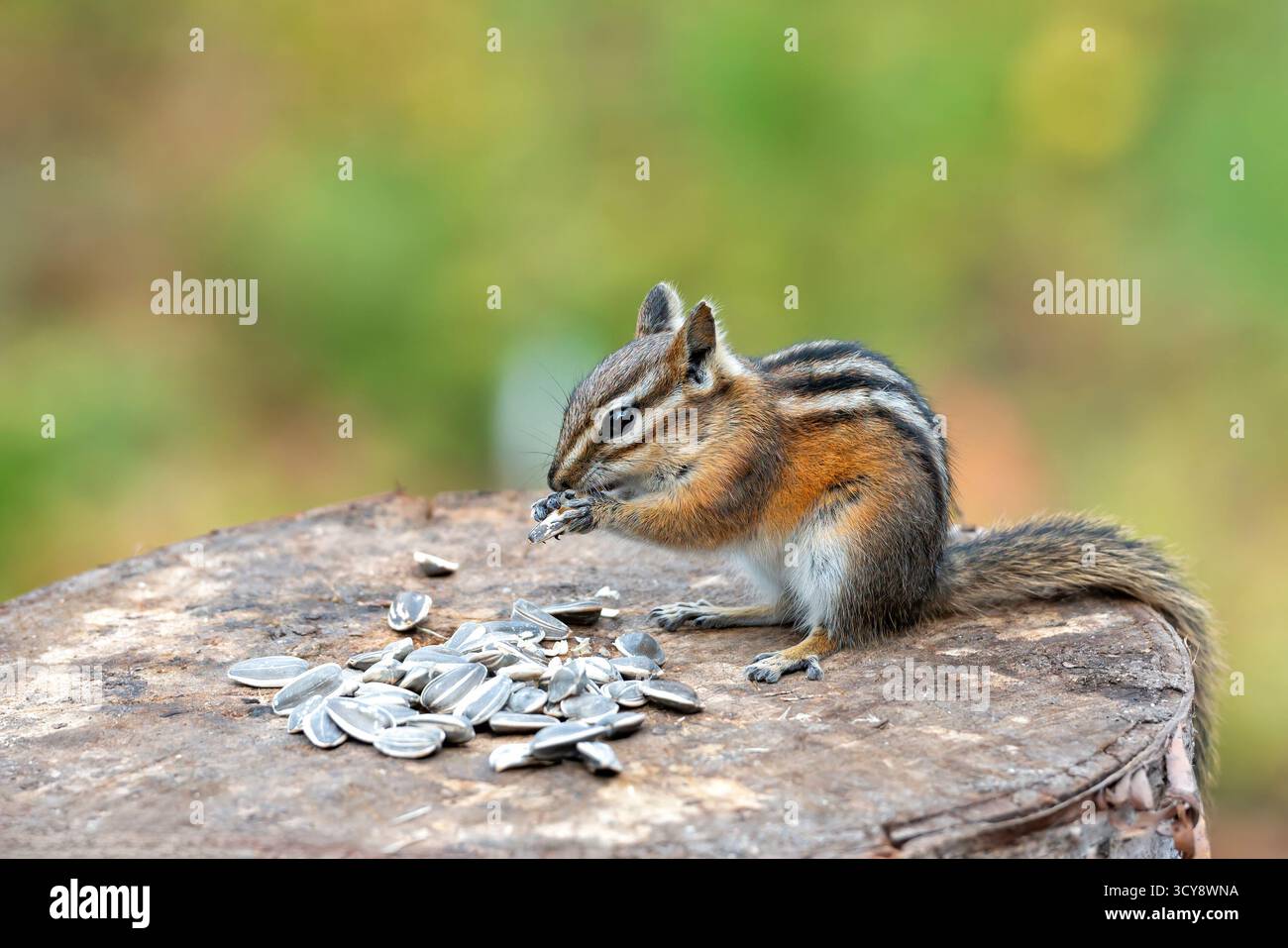 Un tamia de manger les graines de tournesol Banque D'Images