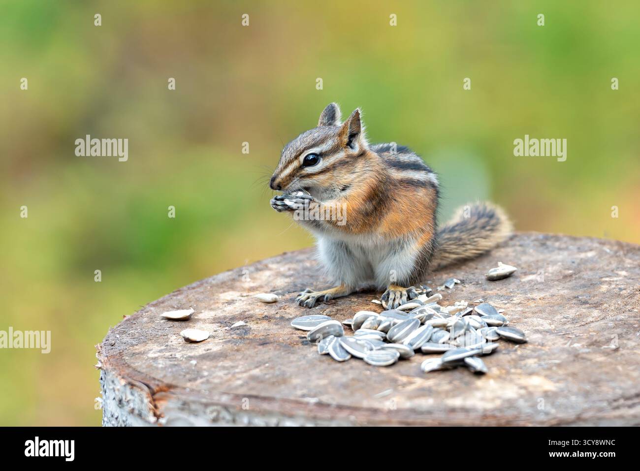 Un tamia de manger les graines de tournesol Banque D'Images