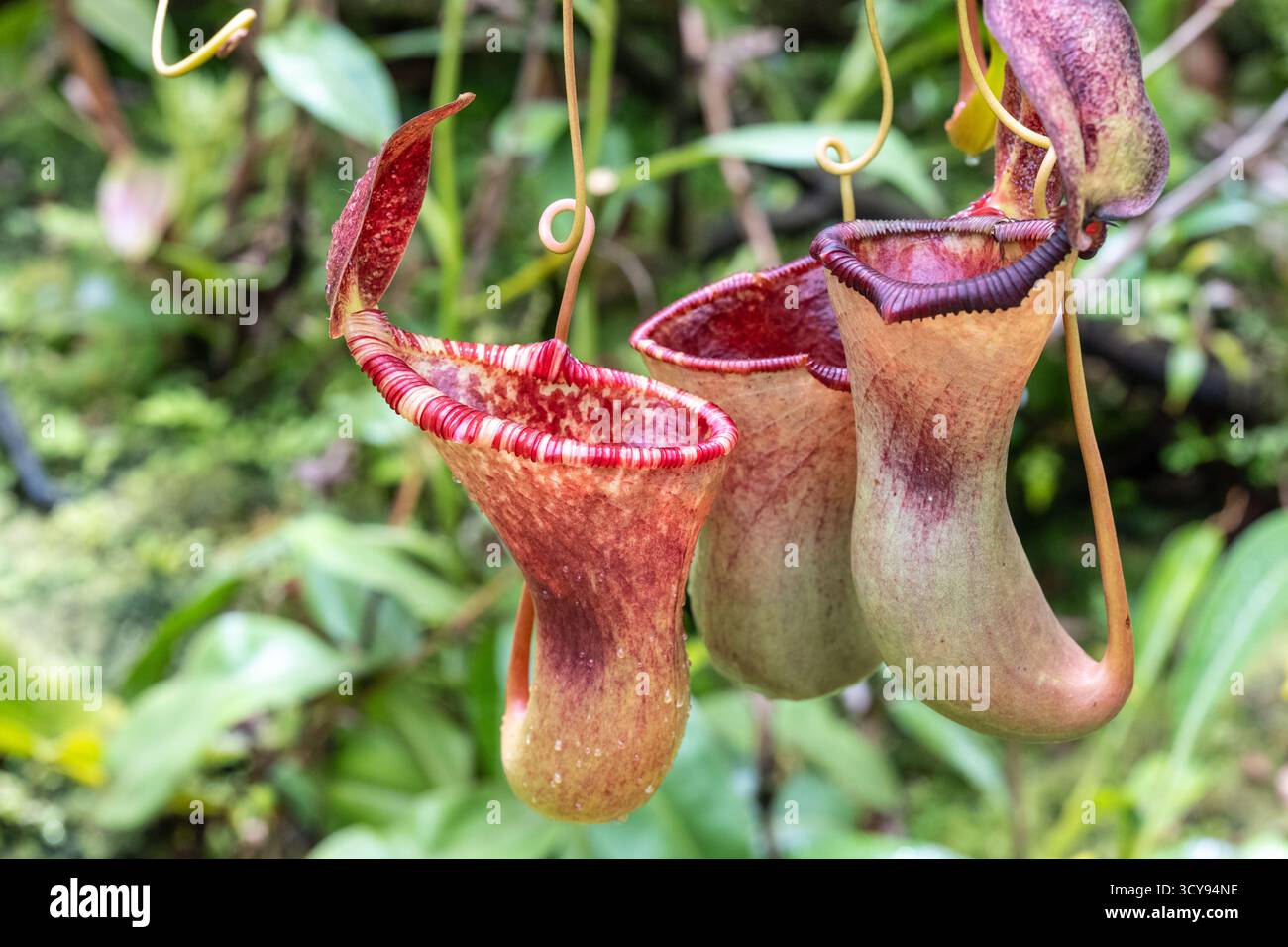 Usines de pichet Vining Nepenthes au jardin botanique d'Atlanta, en Géorgie. (ÉTATS-UNIS) Banque D'Images