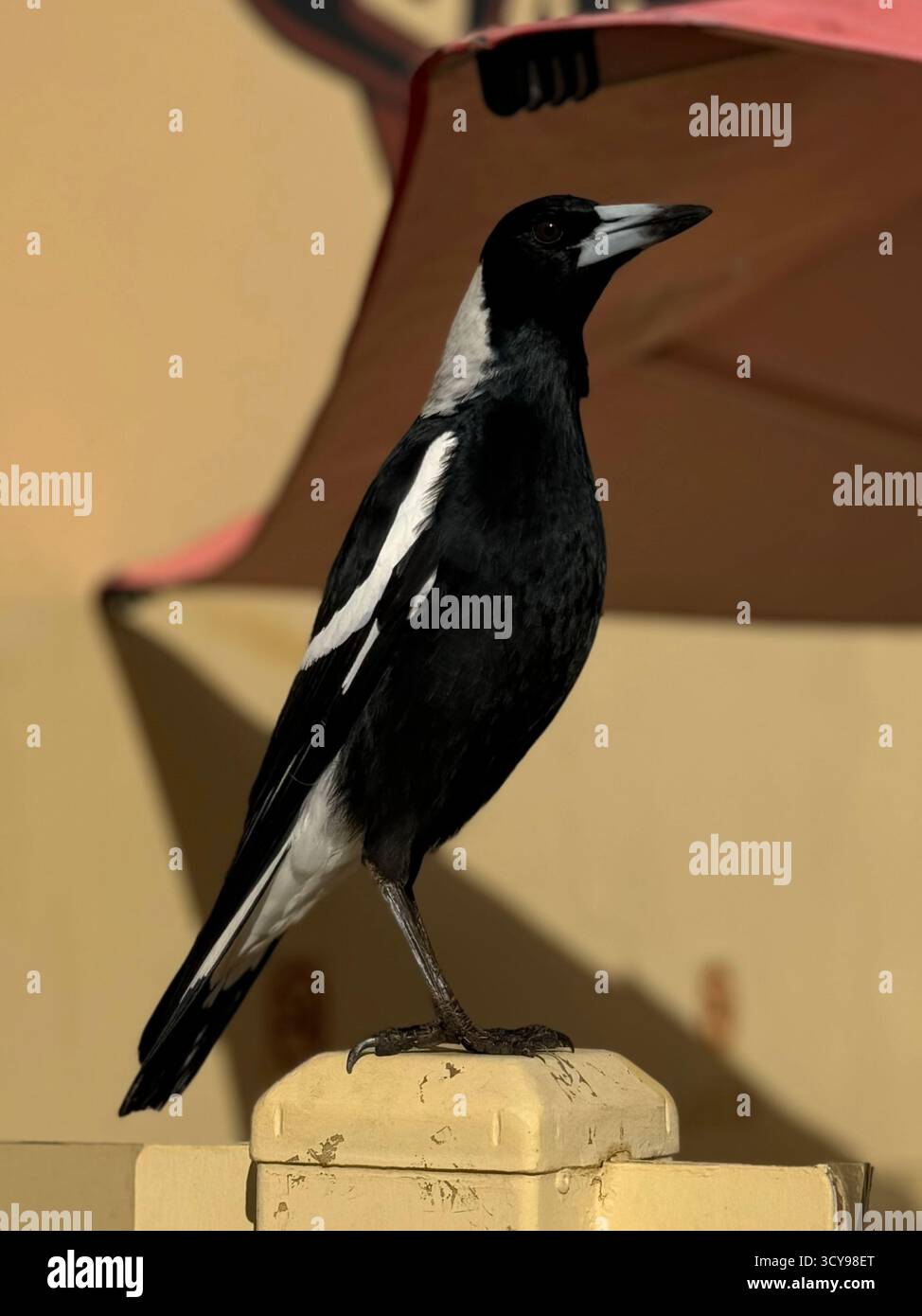 Photo en gros plan d'une pie australienne perchée sur une clôture dans un environnement urbain, montrant son plumage noir et blanc sur fond de ville. - Image de stock capturée avec un smartphone