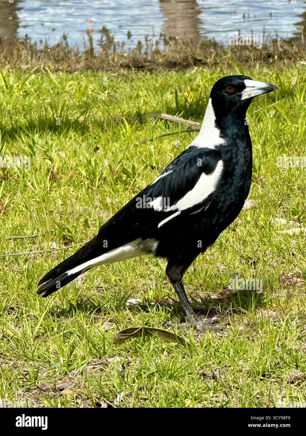 Photo en gros plan d'une pie australienne debout sur de l'herbe verte près de l'eau, montrant son plumage noir et blanc à la lumière du jour. - Image de stock capturée avec un smartphone