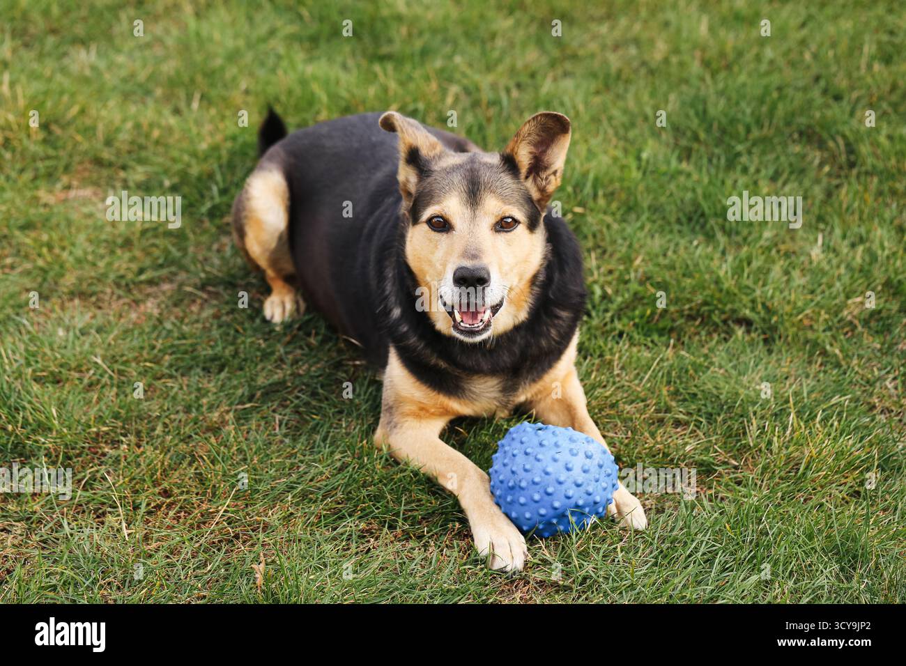 Chien jouant avec la balle bleue sur l'herbe. Joyeux animal profitant de l'activité de plein air. Canine ludique s'exerçant dans le parc le jour ensoleillé. Banque D'Images
