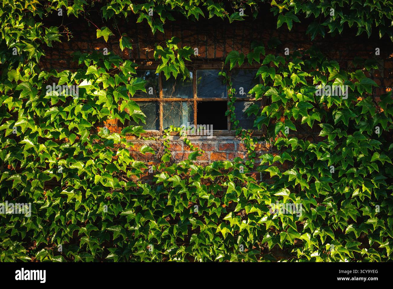 Fenêtre avec verre brisé et mur de briques du bâtiment recouvert de feuilles de lierre vertes. Verdure urbaine Banque D'Images