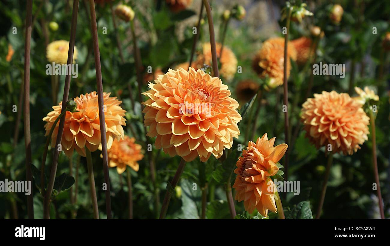 Un lit de dahlias orange dans le jardin. Les tiges, le feuillage et les bourgeons améliorent l'image. Banque D'Images