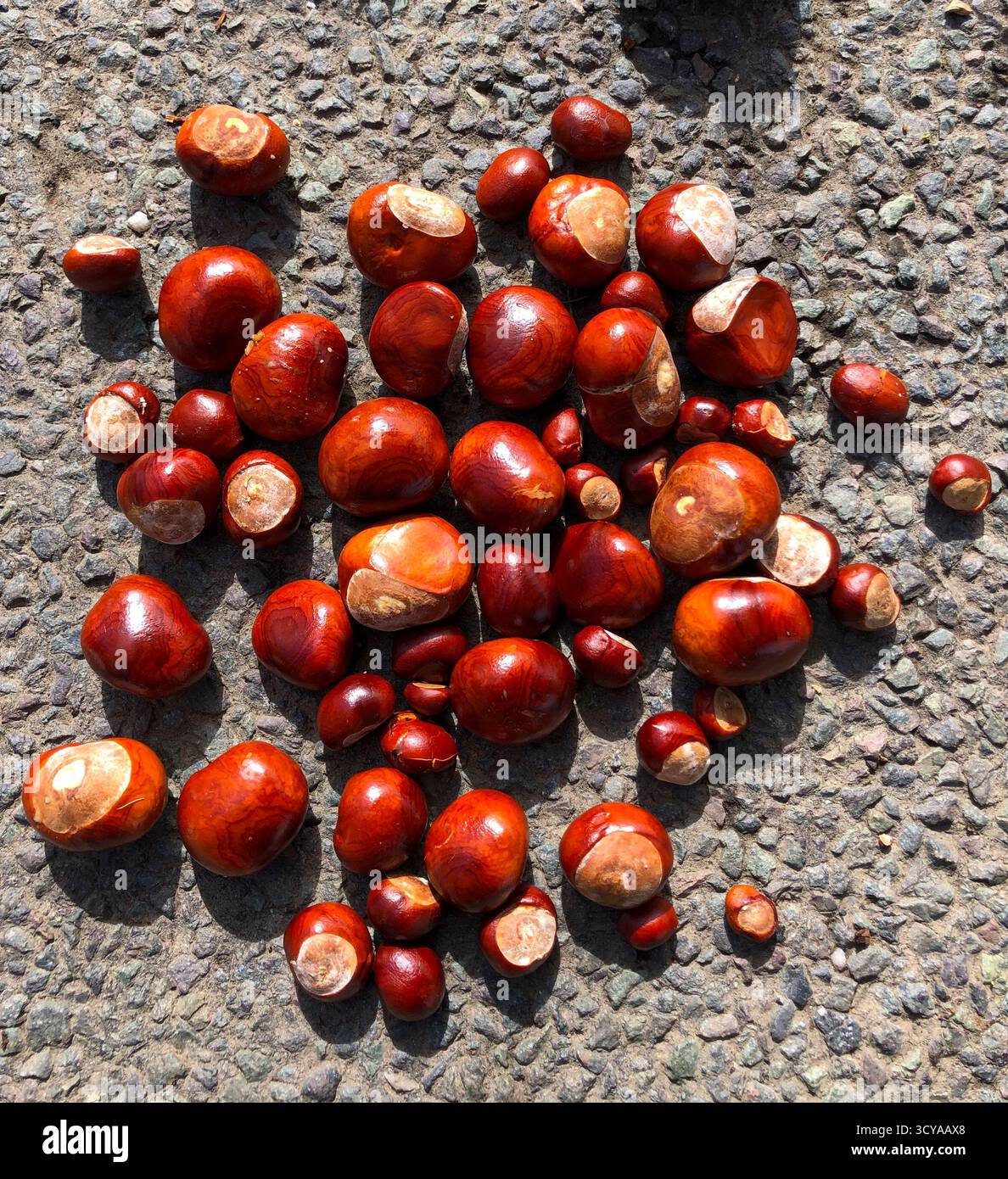 Conkers de châtaigniers tombés Banque D'Images