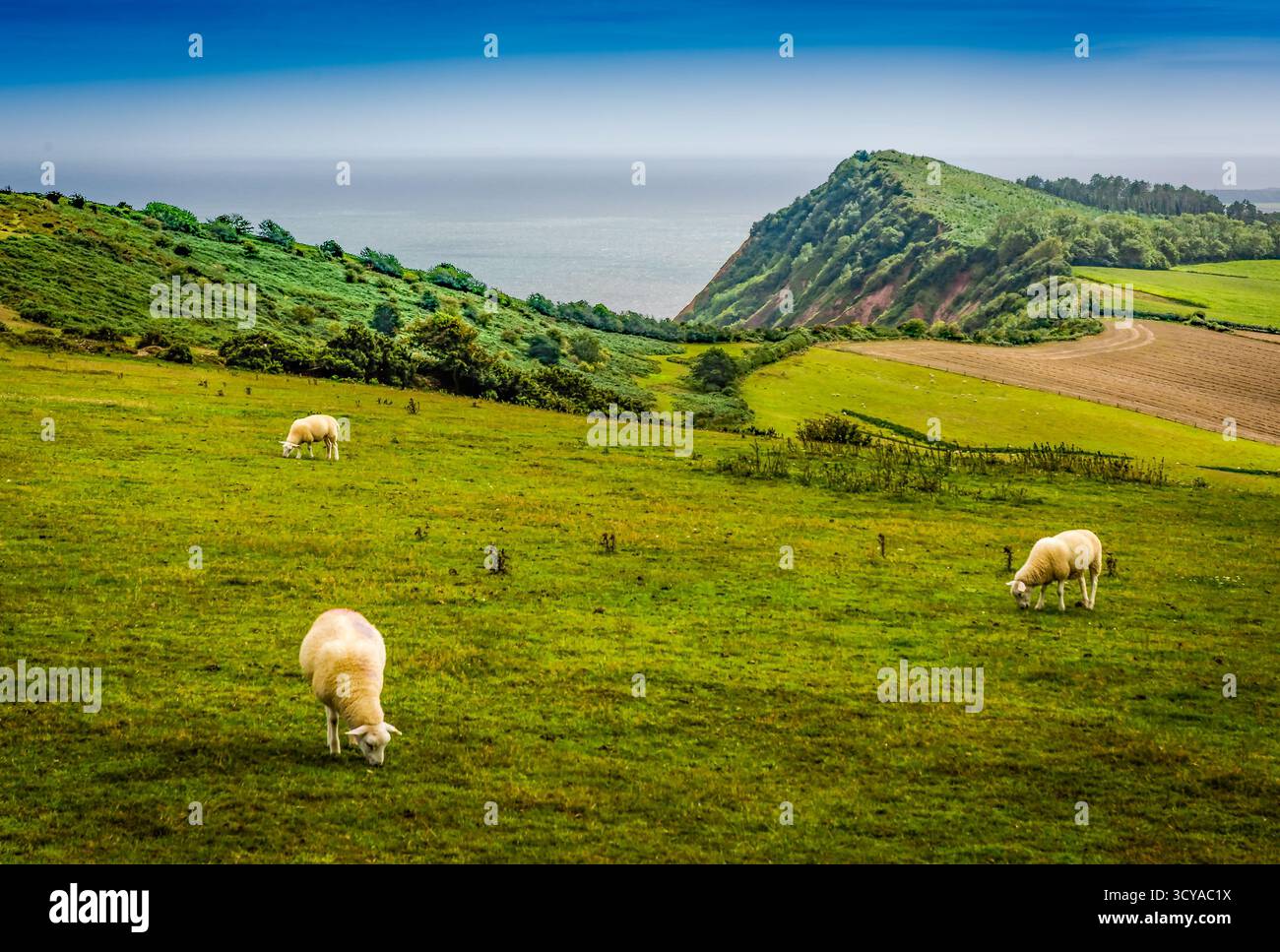 Peak Hill, Sidmouth. Banque D'Images