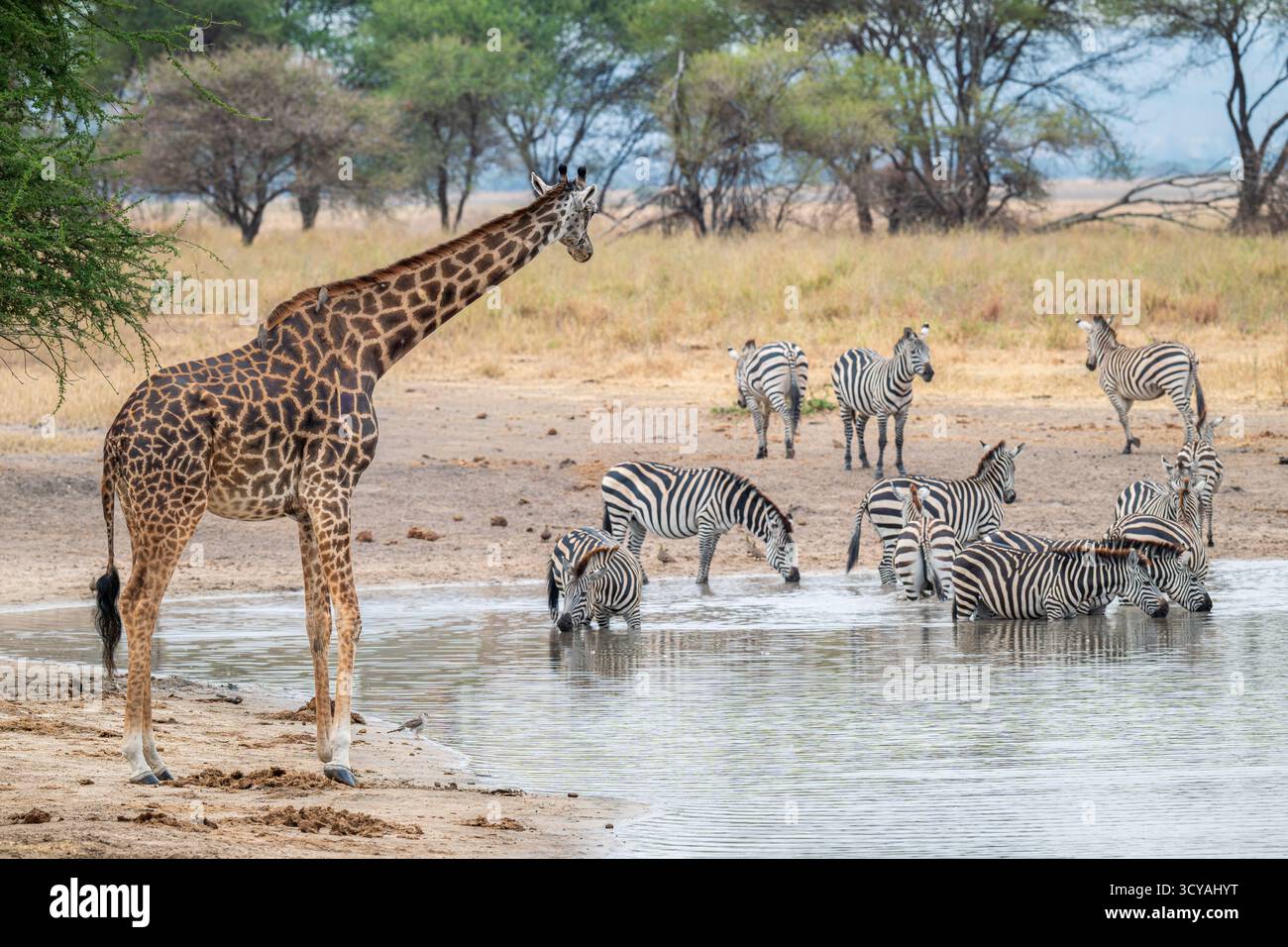 Un point d'eau dans le parc national de Tarangire, Tanzanie, Afrique. Une girafe regarde plusieurs zèbres prendre un verre Banque D'Images