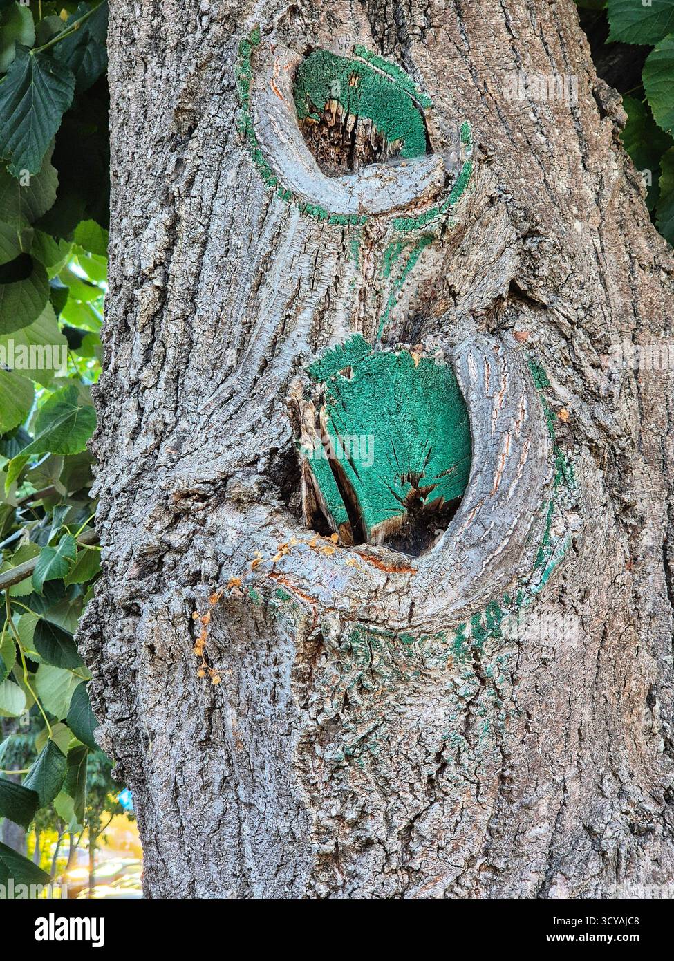 Traces de soins des arbres. Gros plan du tronc avec des zones coupées montrant le processus de guérison, protégé par une peinture de jardin vert vif - Image de stock capturée avec un smartphone