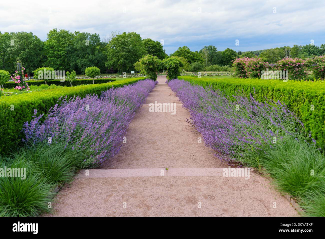 Le sentier bordé de lavande fleurie s'étend à travers des haies bien entretenues au milieu d'une végétation luxuriante dans le parc Rosenhoehe, créant une atmosphère sereine et colorée Banque D'Images