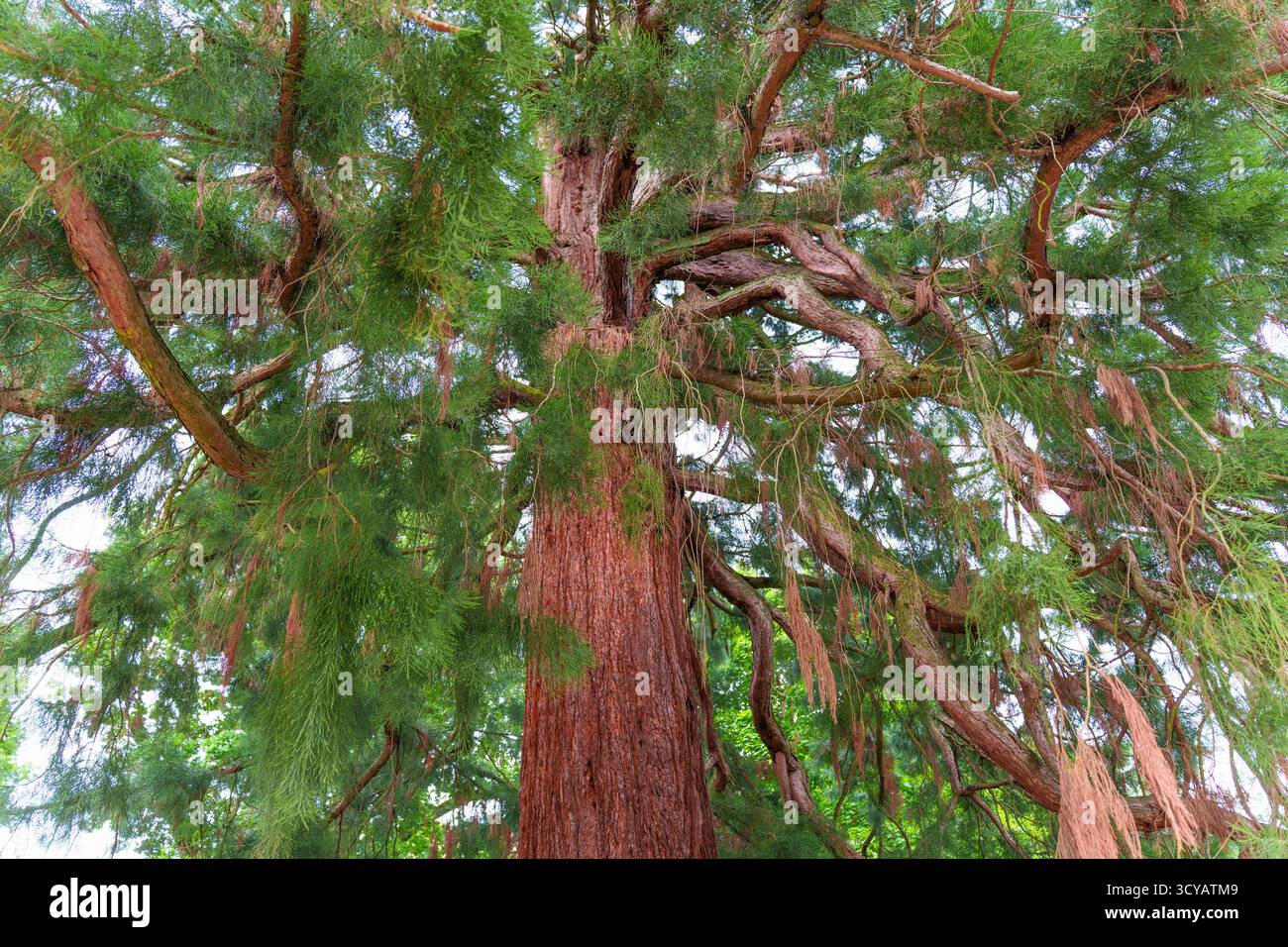 Vue rapprochée d'un séquoia californien affichant sa hauteur impressionnante, son tronc épais et ses branches vertes vibrantes, entouré d'un parc verdoyant luxuriant Banque D'Images