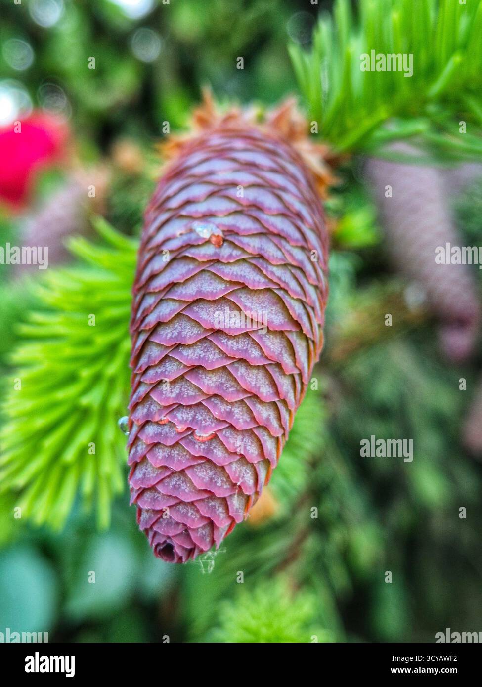 gros plan d'un cône de sapin sur une branche - Image de stock capturée avec un smartphone