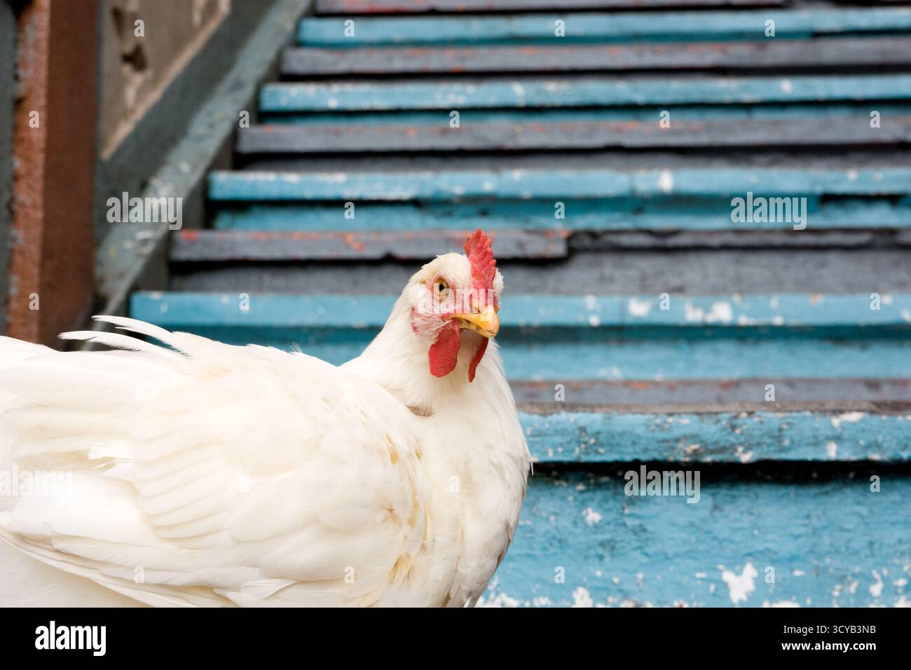 Gros plan de poulet contre fond bleu Banque D'Images