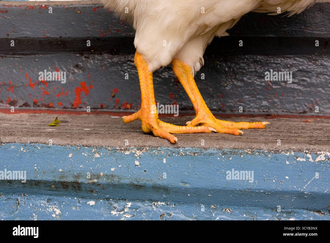 Gros plan des pieds de poulet dans la cour Banque D'Images