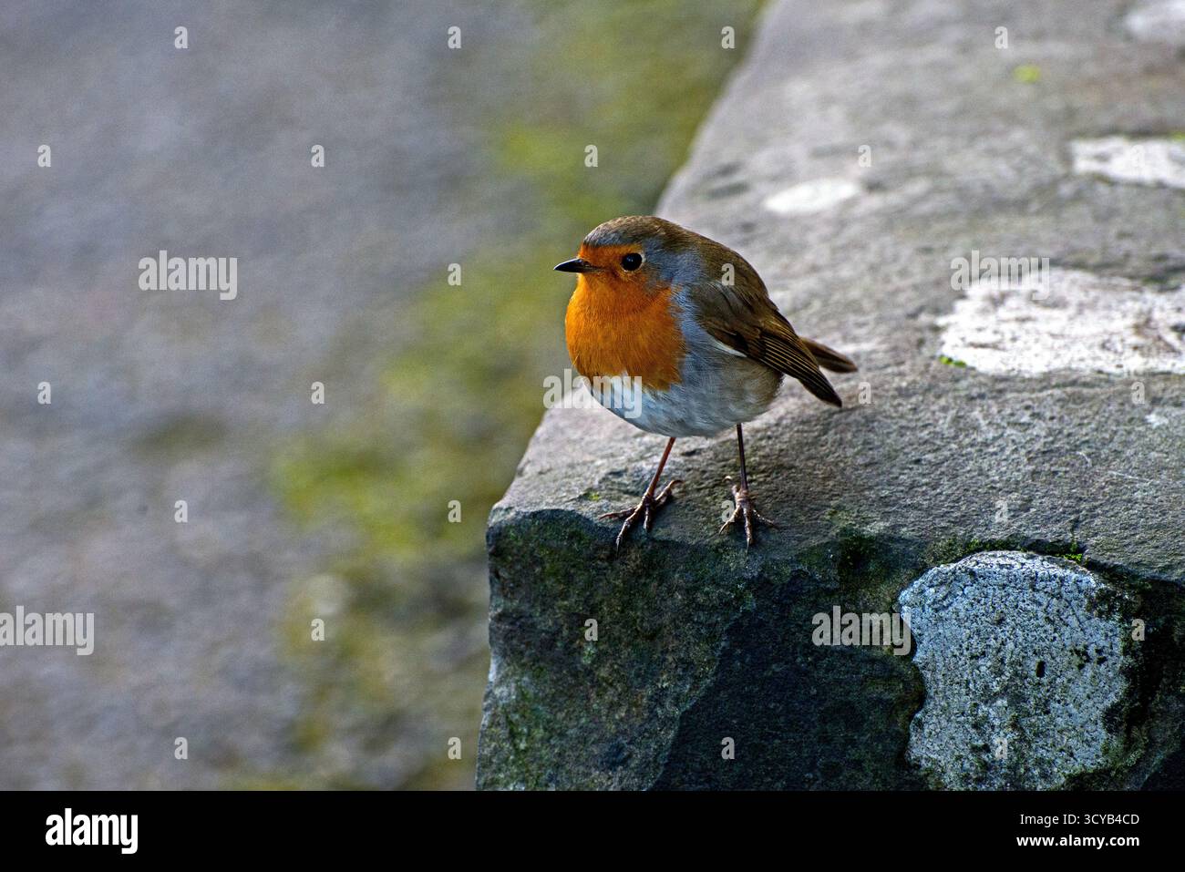 Robin - erithacus rubecula Banque D'Images