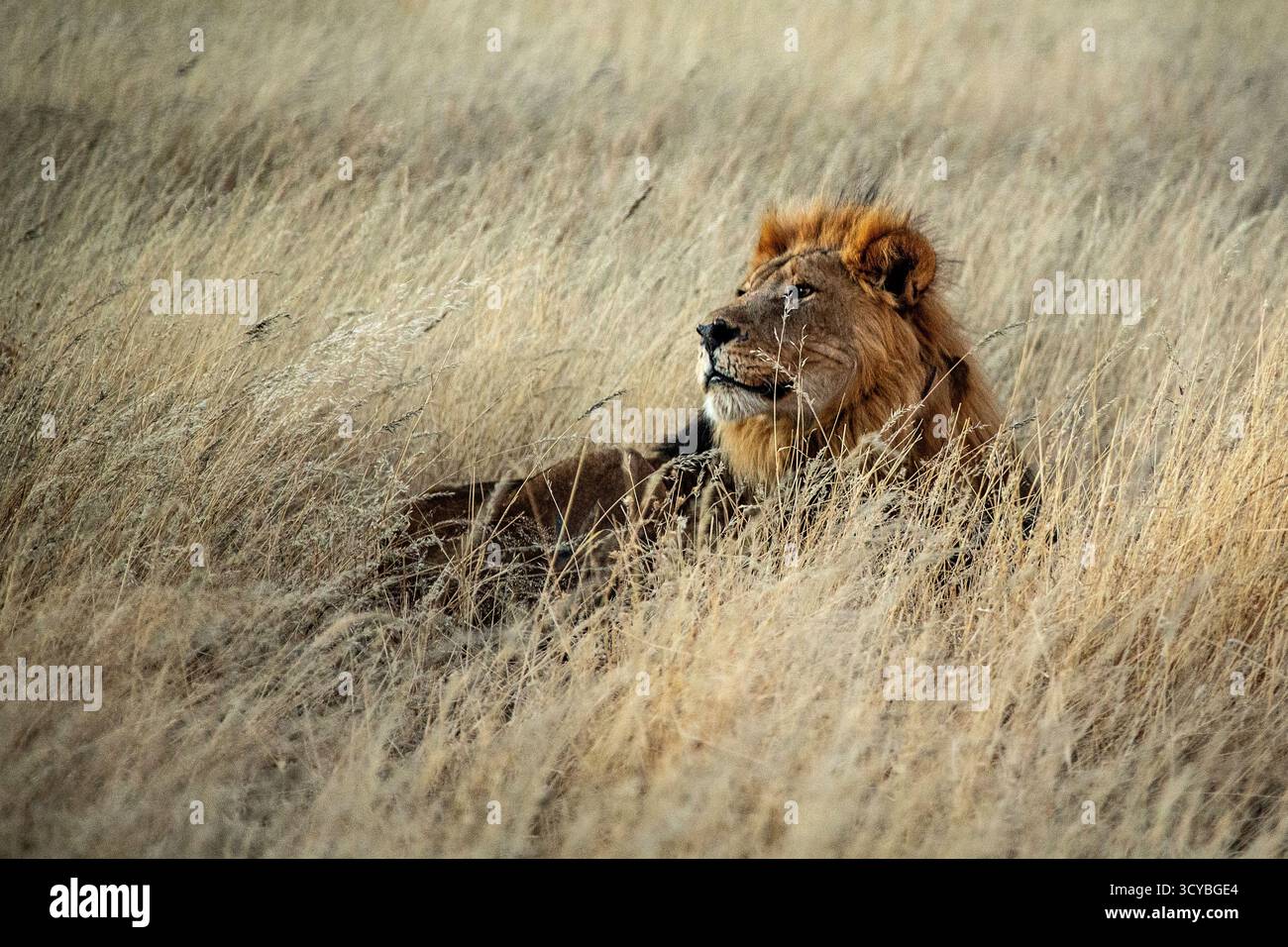 Lion mâle avec crinière dorée, couché dans la longue herbe et reniflant l'air. Banque D'Images