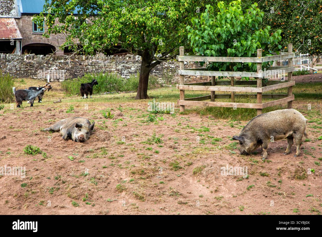 porcs élevés en liberté dans un verger de ferme Banque D'Images