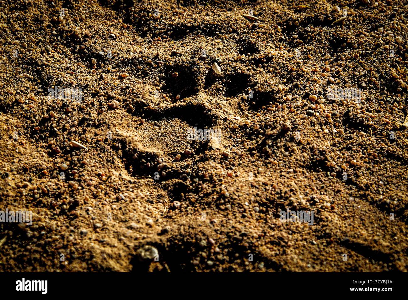 Empreinte d'un lion le long d'une piste de pneu de véhicule, dans le sable avec le soleil bas. Banque D'Images