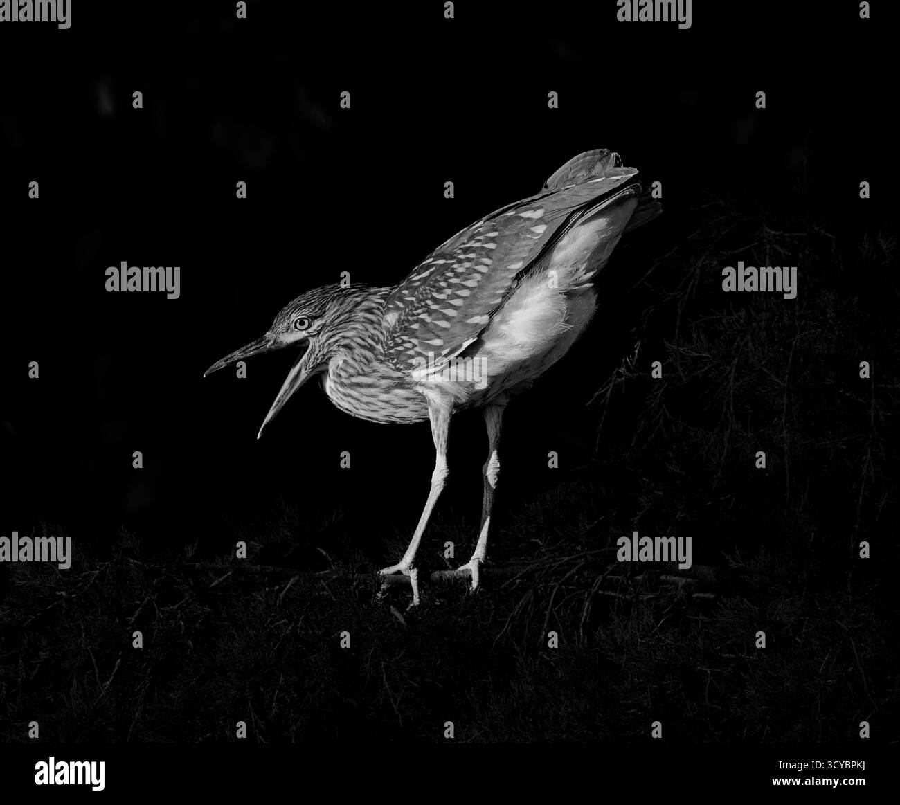 Un héron de nuit à couronne noire (Nycticorax nycticorax) est capturé dans une pose humoristique, se penchant vers l'avant avec la queue levée et le bec ouvert. Le noir et Banque D'Images