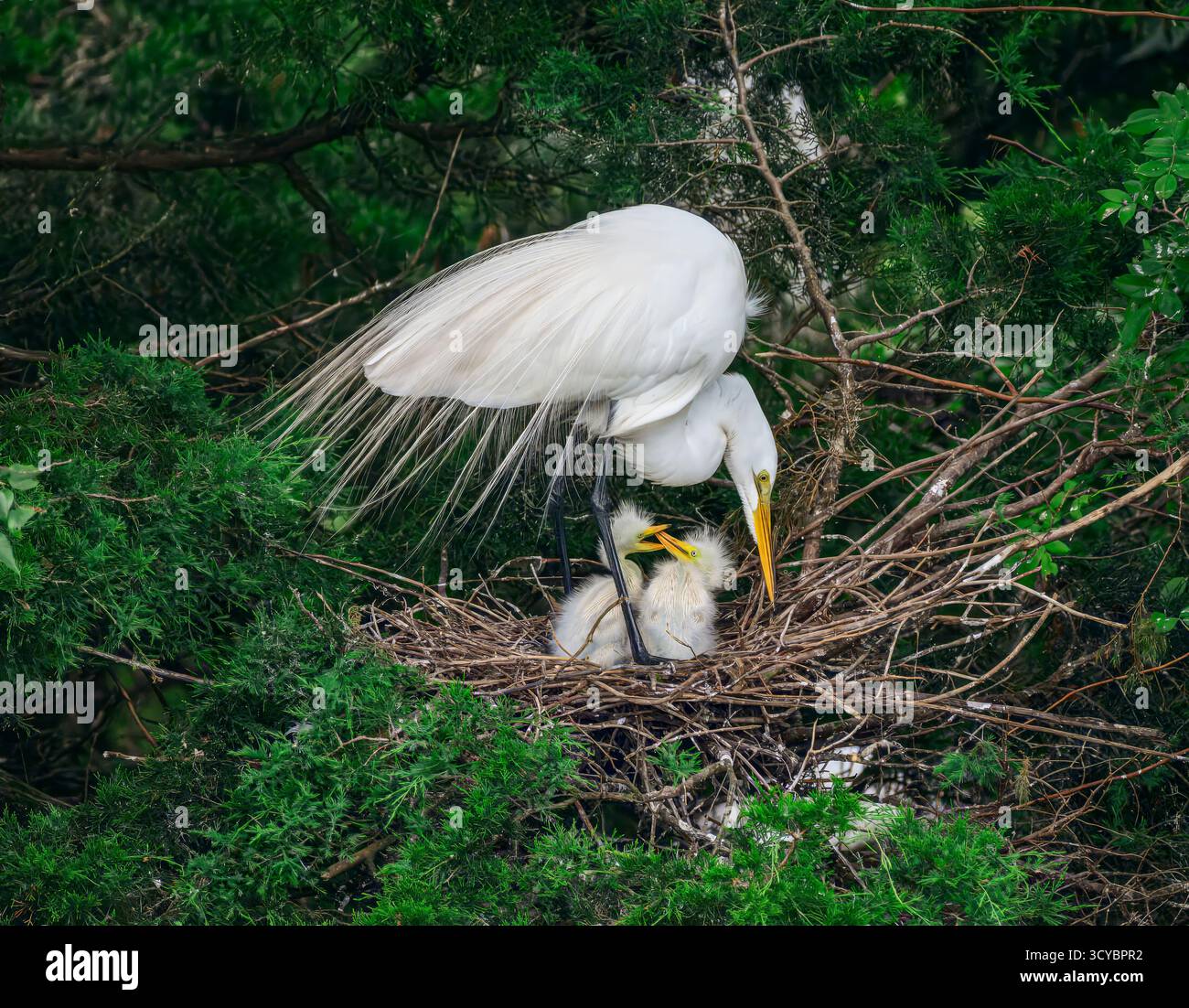 Une femelle grande aigrette tend à son nid alors que deux jeunes poussins s'engagent dans une brève querelle. Photographiée dans un habitat de marécage côtier, cette image s'enlise Banque D'Images
