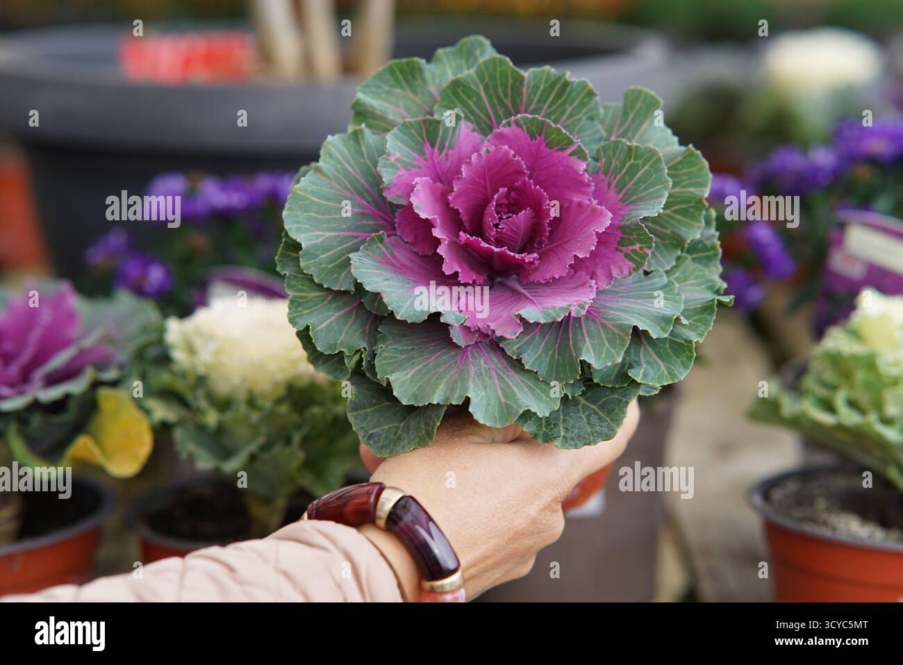 Acheteur tenant une plante de chou ornemental en pot avec des feuilles violettes au Haskins Garden Centre pendant la saison de jardinage d'automne. Banque D'Images