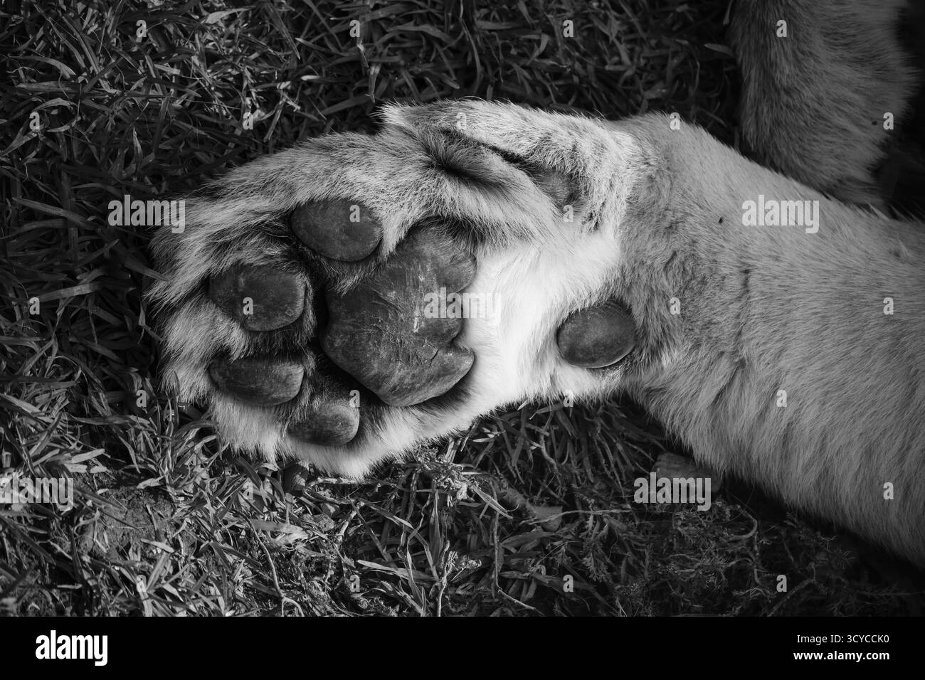 Détail de la patte d'un lion (Panthera leo), spécimen trouvé en captivité et enregistré en détail avec un traitement noir et blanc. Banque D'Images