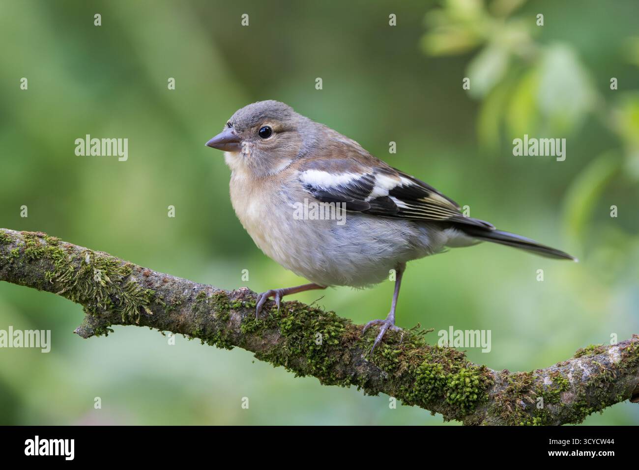 Chaffinch [ Fringilla coelebs ] oiseau femelle sur une branche moussue Banque D'Images