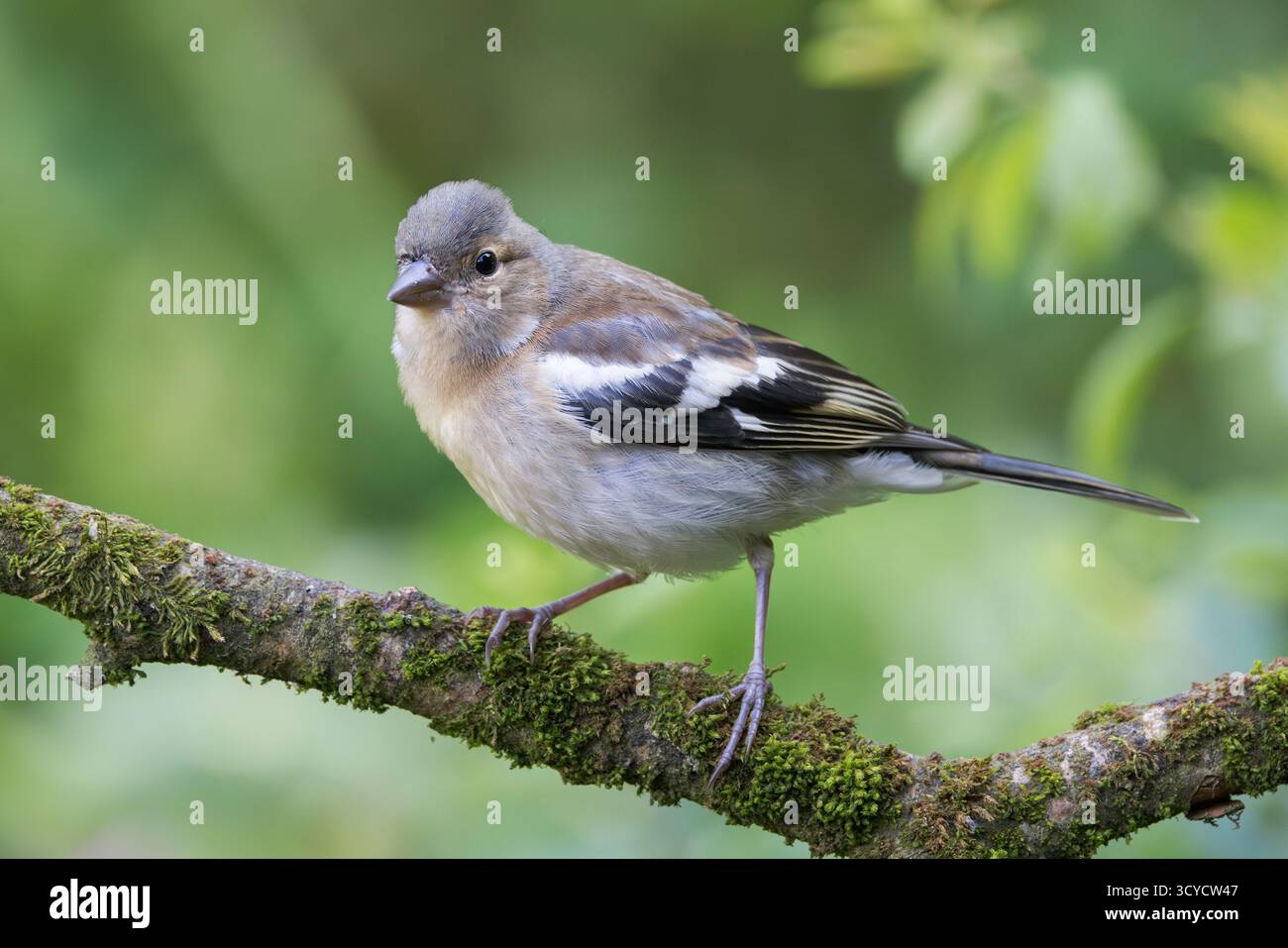 Chaffinch [ Fringilla coelebs ] oiseau femelle sur une branche moussue Banque D'Images