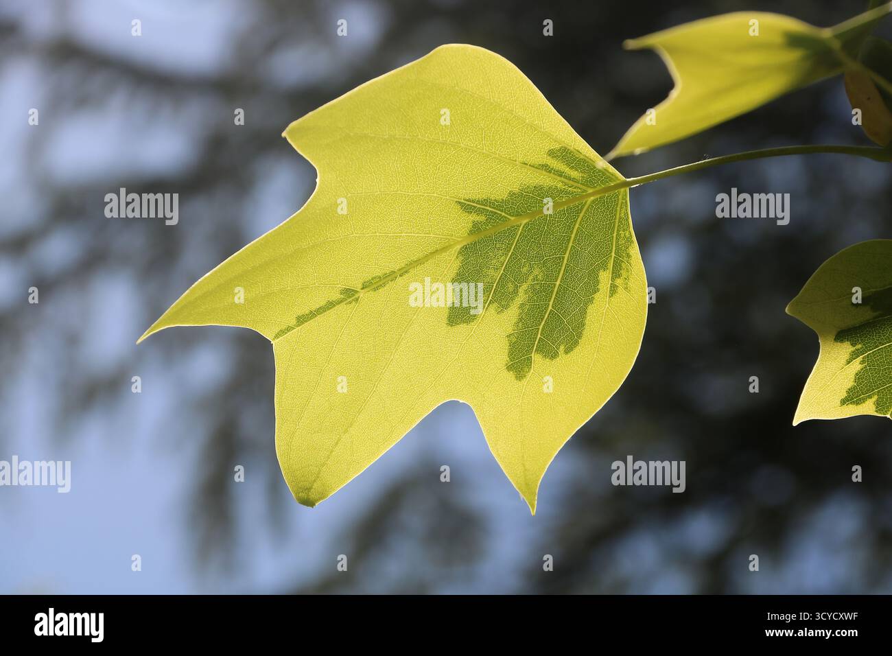 Feuilles de tulipe au soleil de printemps - Liriodendron tulipifera 'variegata' Banque D'Images