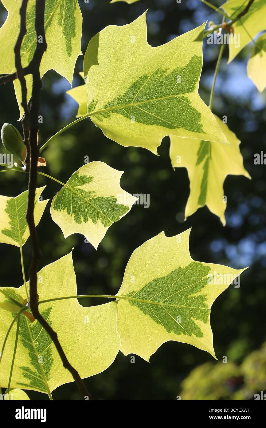 Feuilles de tulipe au soleil de printemps - Liriodendron tulipifera 'variegata' Banque D'Images