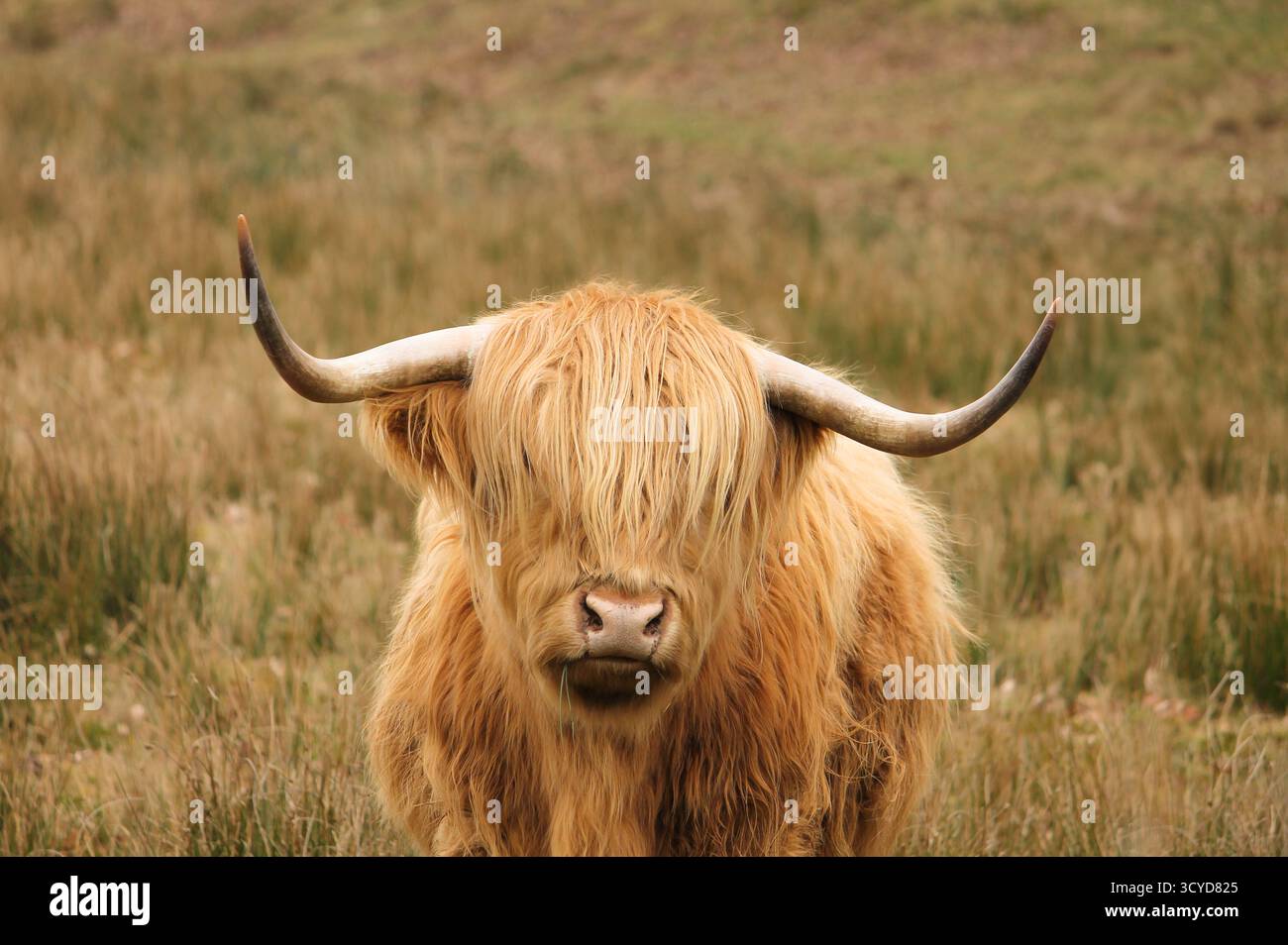 Belle vache Highland regarde directement dans la caméra, les yeux cachés par les cheveux Banque D'Images