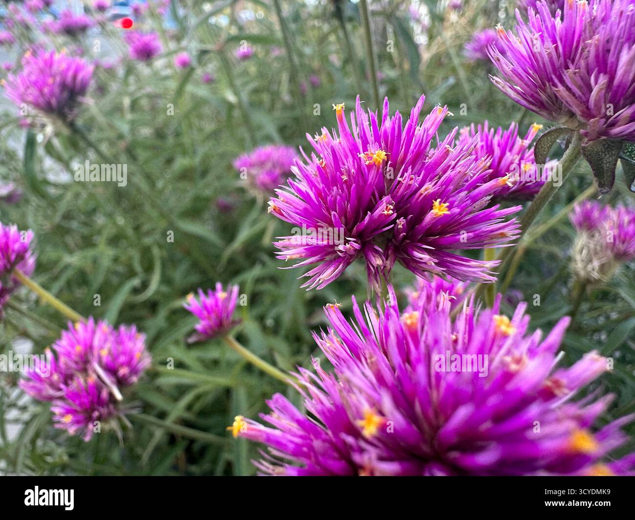 Vue rapprochée des fleurs d'amarante violettes Banque D'Images