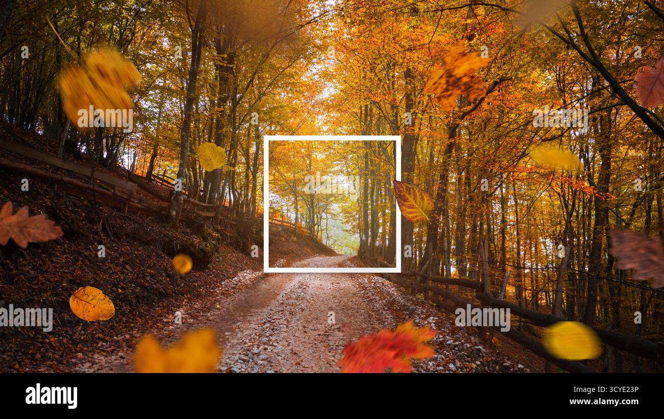 Route forestière couverte de feuilles colorées et de feuillage tombant en mouvement, les tons dorés brillants créent une belle scène de voyage saisonnière Banque D'Images