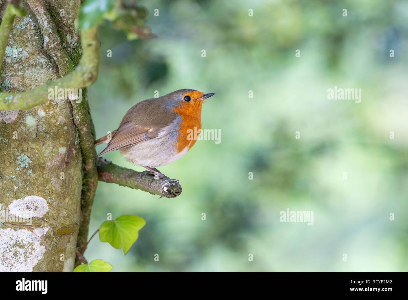 European robin (Erithacus rubecula aux abords) Banque D'Images
