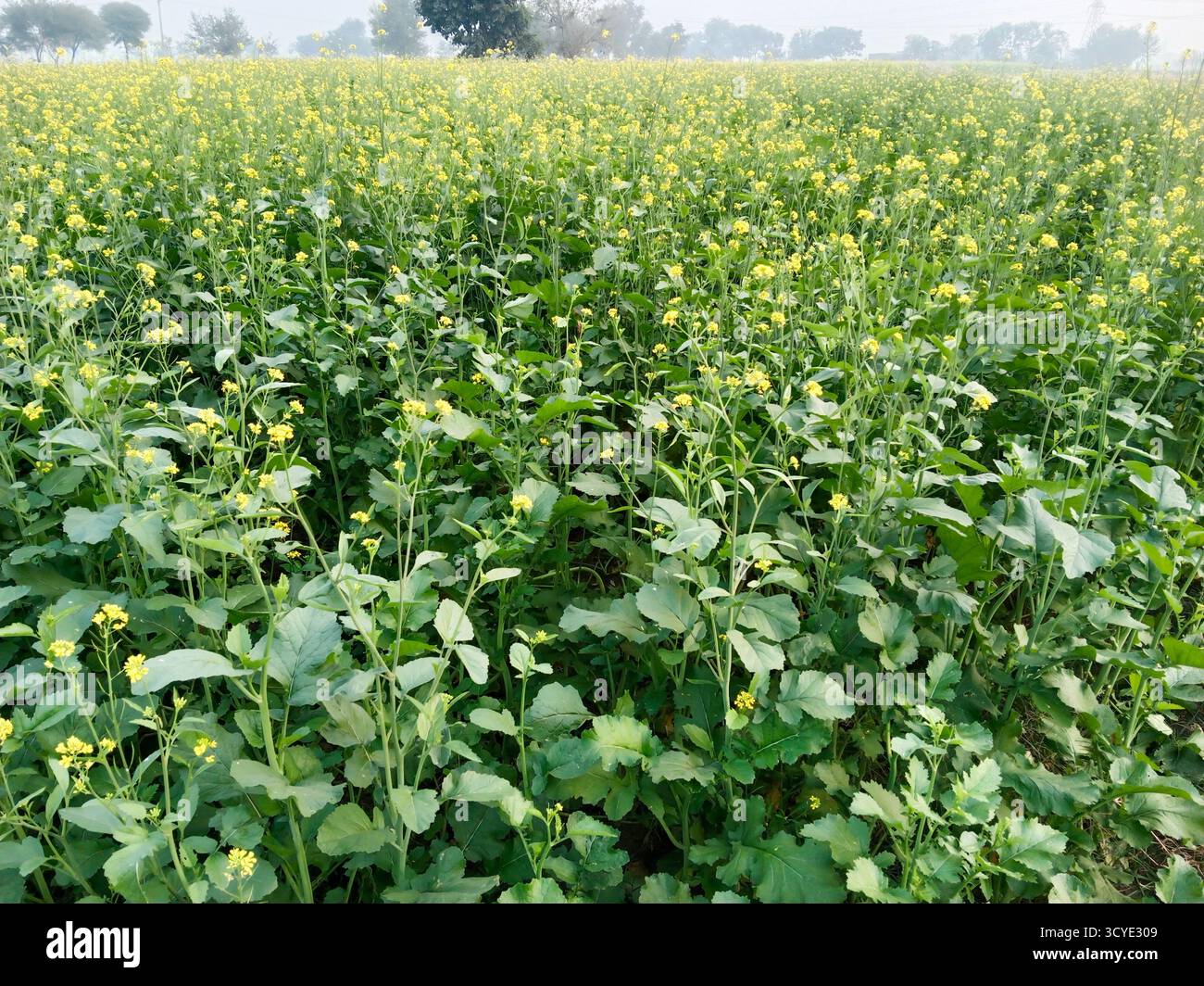Une vue panoramique d'un vaste champ de moutarde en pleine floraison, mettant en valeur une mer de fleurs jaunes vibrantes contre un ciel brumeux, l'image capture la beauté de t Banque D'Images