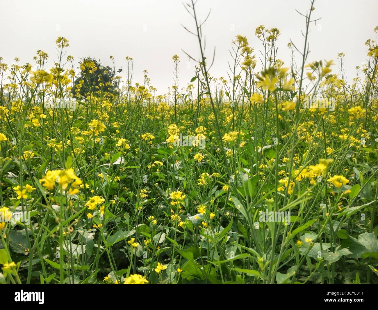 Une vue panoramique d'un vaste champ de moutarde en pleine floraison, mettant en valeur une mer de fleurs jaunes vibrantes contre un ciel brumeux, l'image capture de l'agricult Banque D'Images