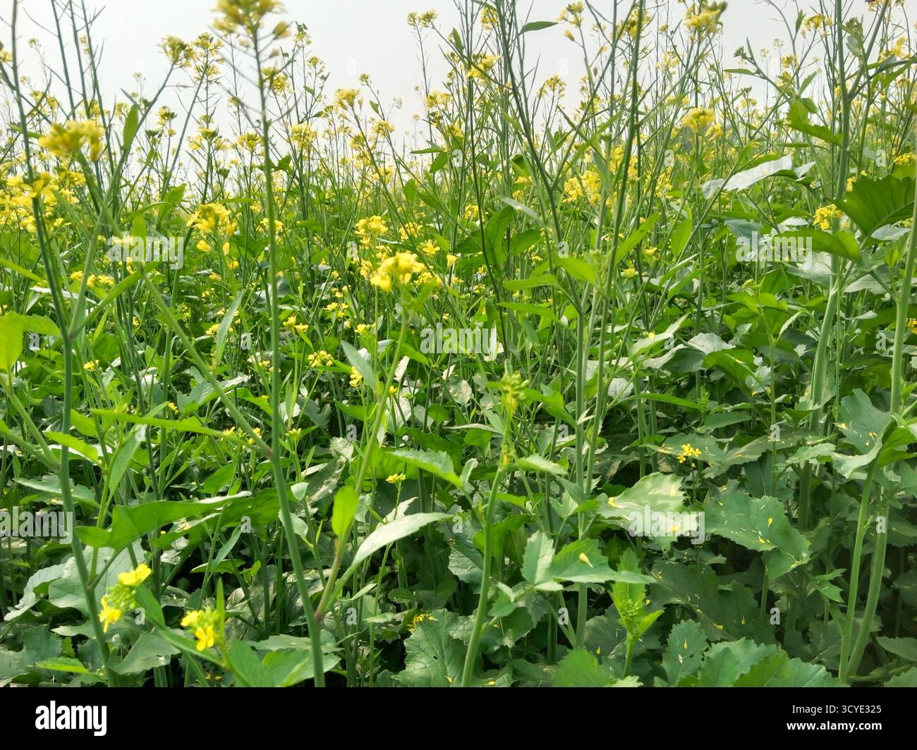 Une vue panoramique sur un vaste champ de moutarde en pleine floraison, mettant en valeur une mer de fleurs jaunes vibrantes contre un paysage agricole de ciel brumeux. Banque D'Images