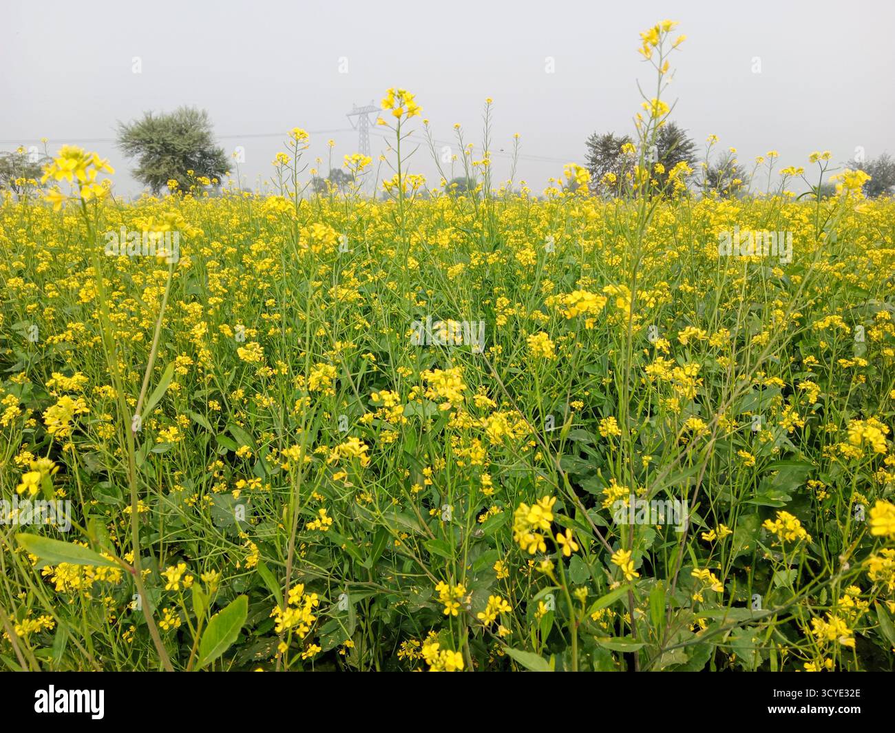 Une vue panoramique sur un vaste champ de moutarde en pleine floraison, mettant en valeur une mer de fleurs jaunes vibrantes Banque D'Images